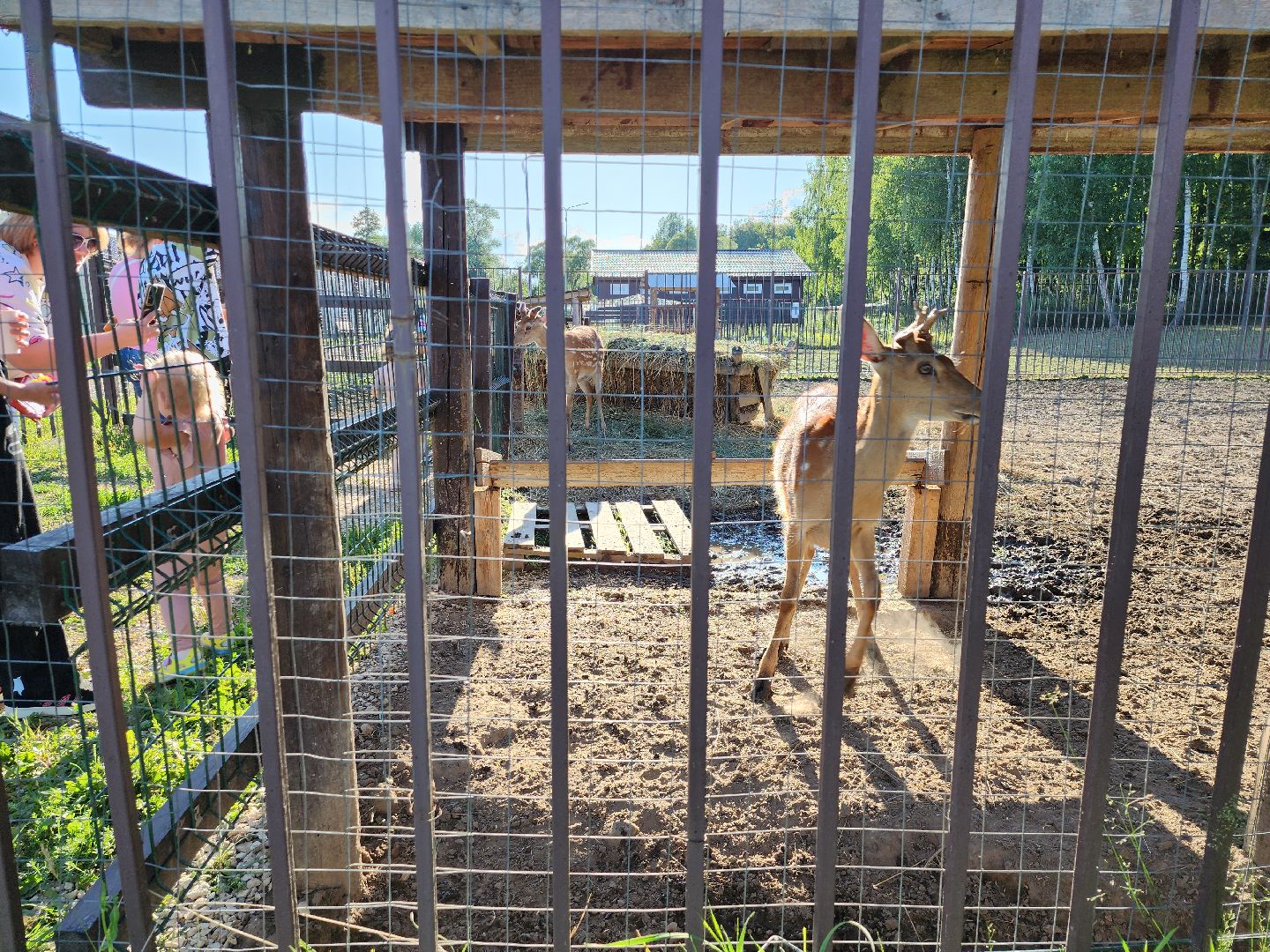 серпухов, подмосковье, бунин ручей, экоферма, пятнистые олени в подмосковье,