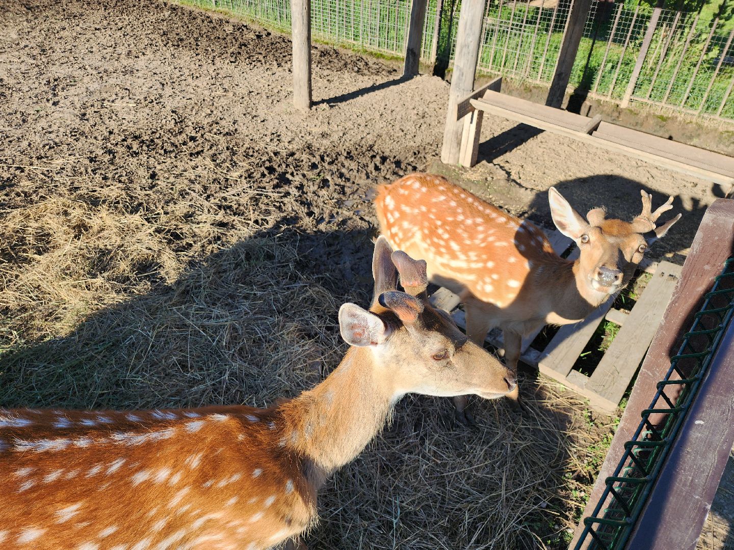 серпухов, подмосковье, бунин ручей, экоферма, пятнистые олени в подмосковье,