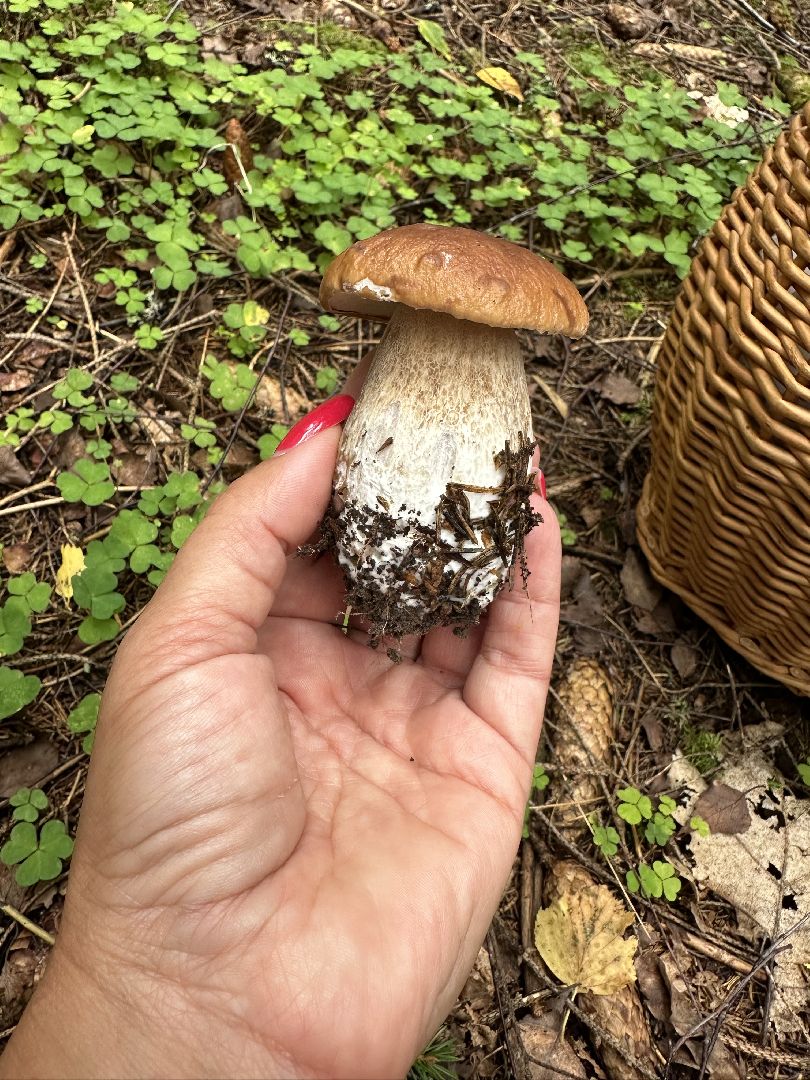 Истра, грибы в лесу,