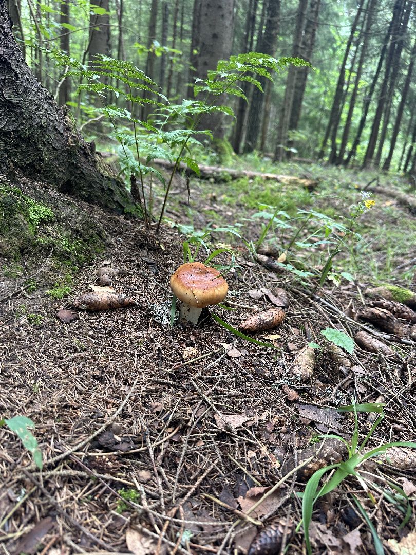 Истра, грибы в лесу,