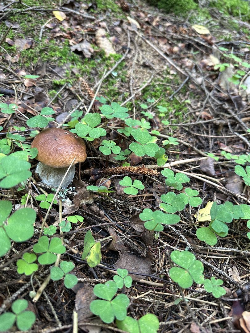 Истра, грибы в лесу,