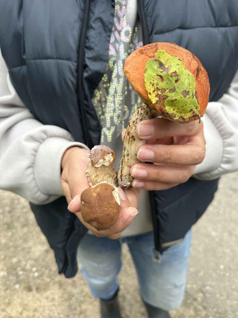 Истра, грибы в лесу,