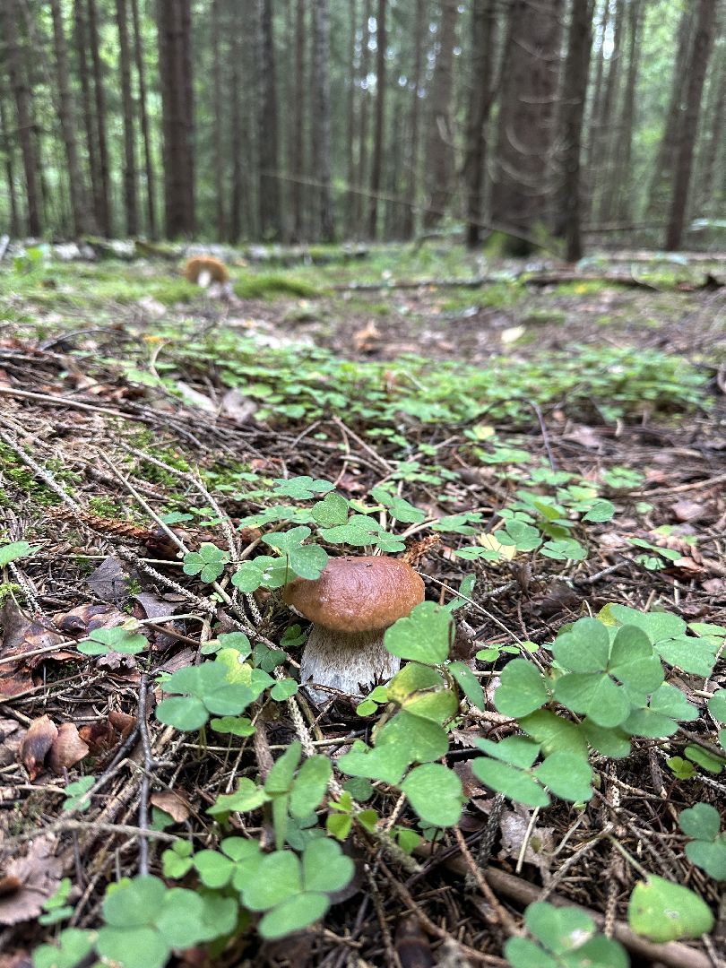 Истра, грибы в лесу,