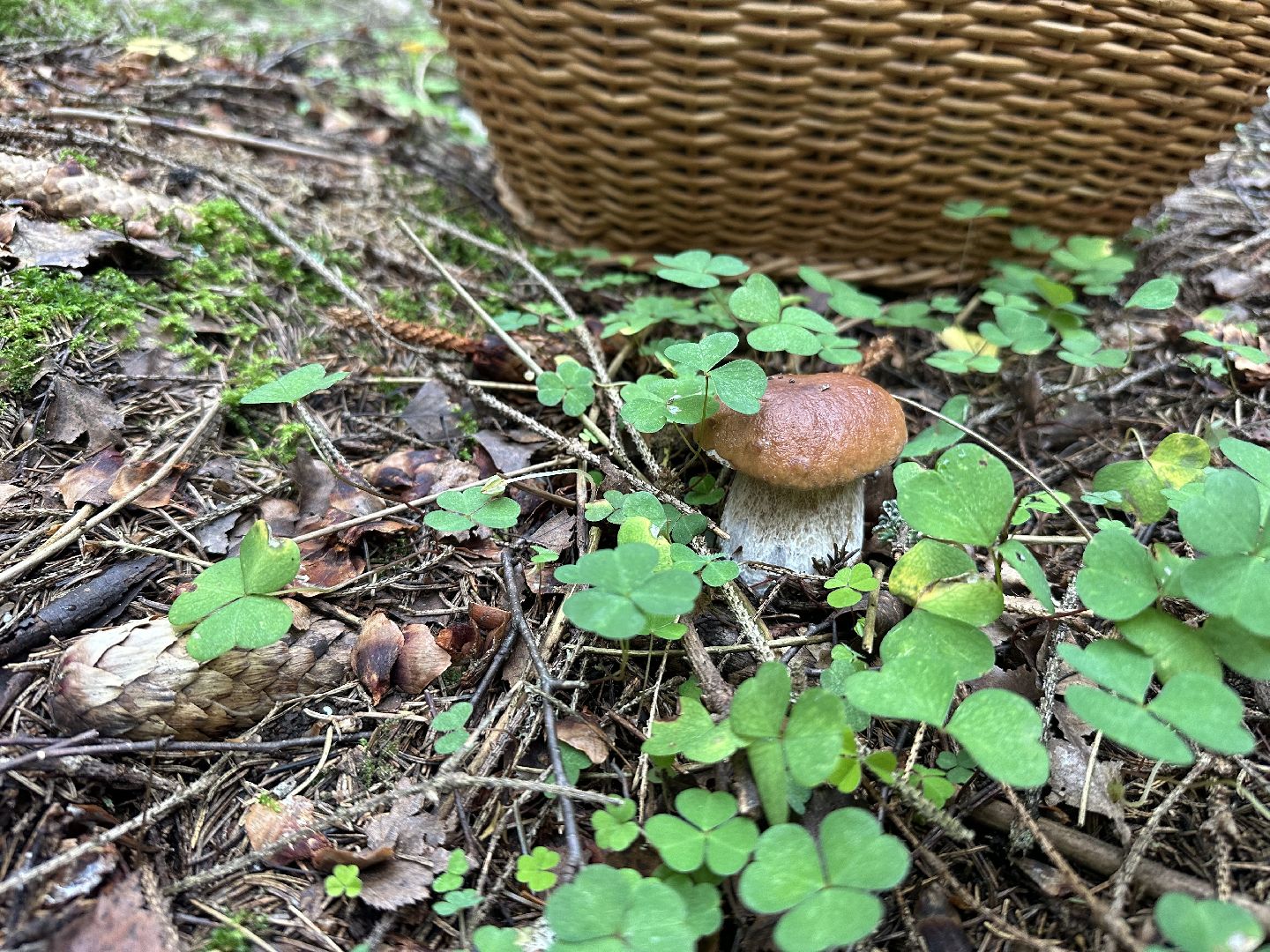 Истра, грибы в лесу,