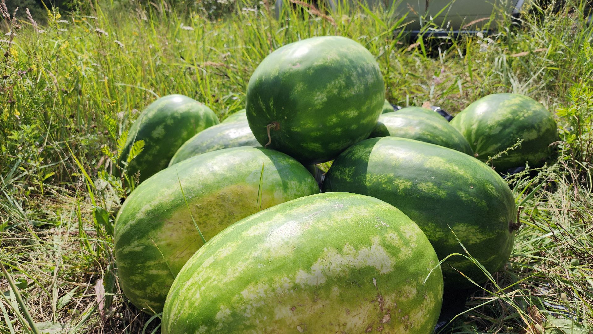 экоакция, уборка озера, всероссийская акция, село Кудиново, Богородский городской округ,