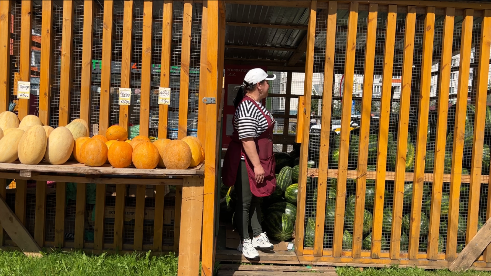химки, общество, бахчевые развалы, арбуз,