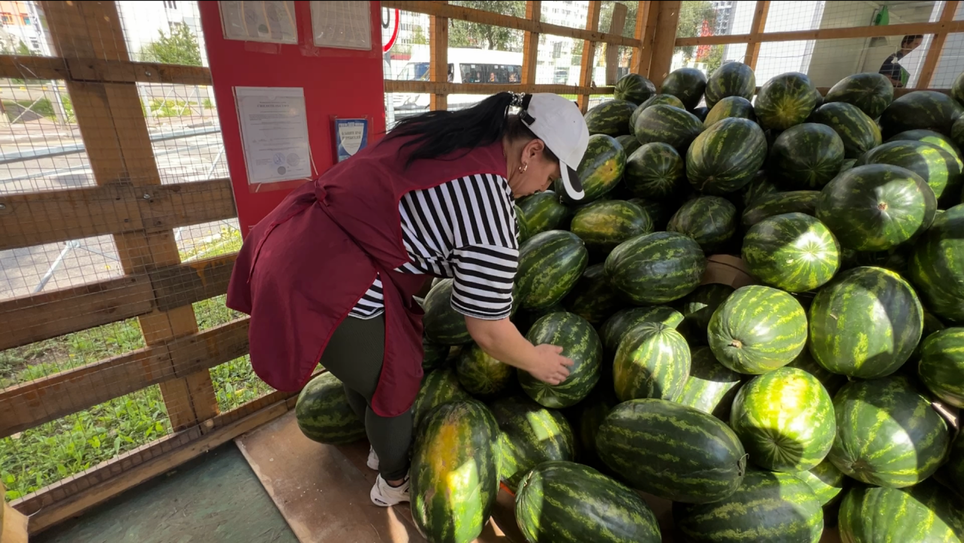 химки, общество, бахчевые развалы, арбуз,