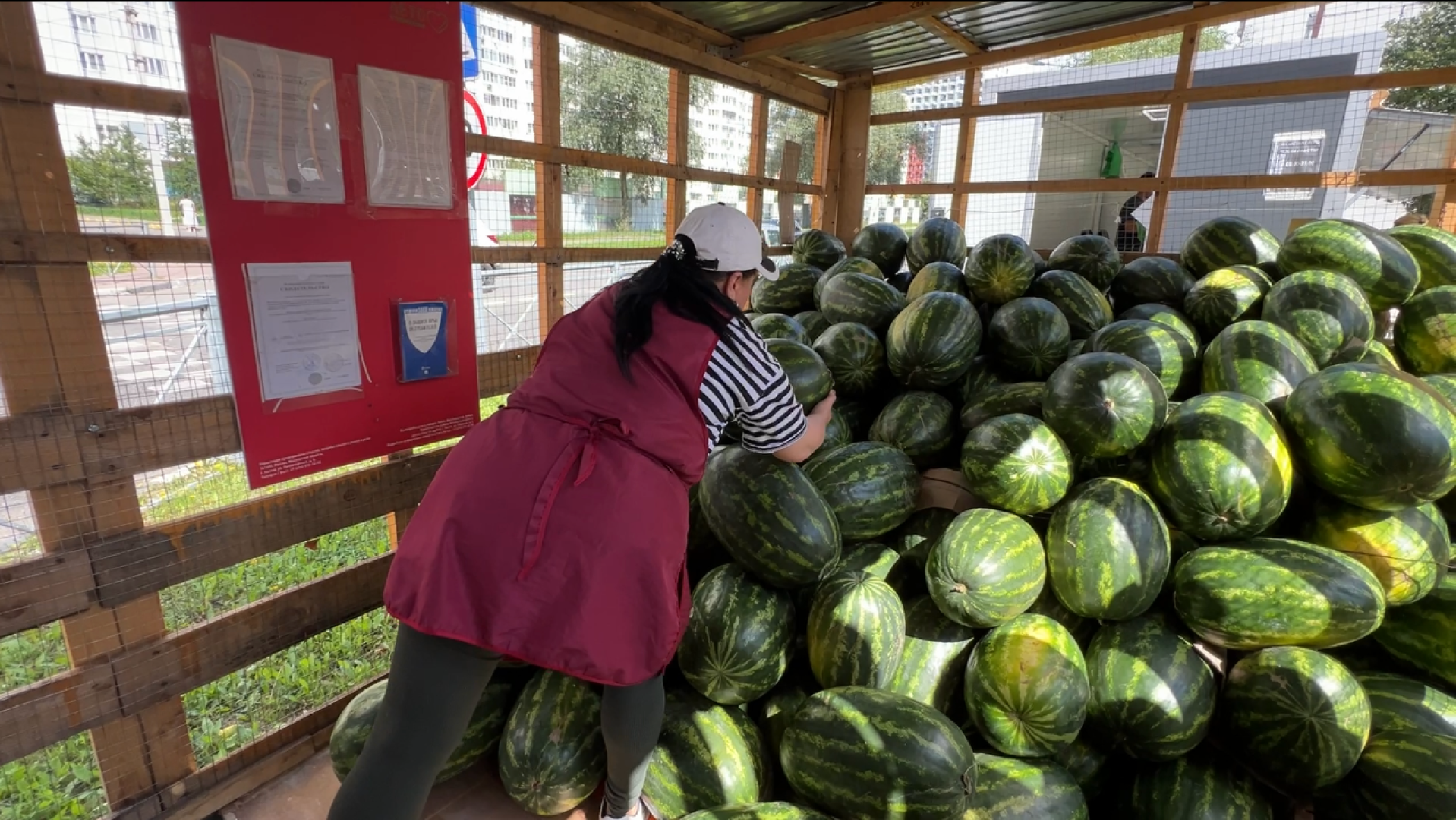 химки, общество, бахчевые развалы, арбуз,