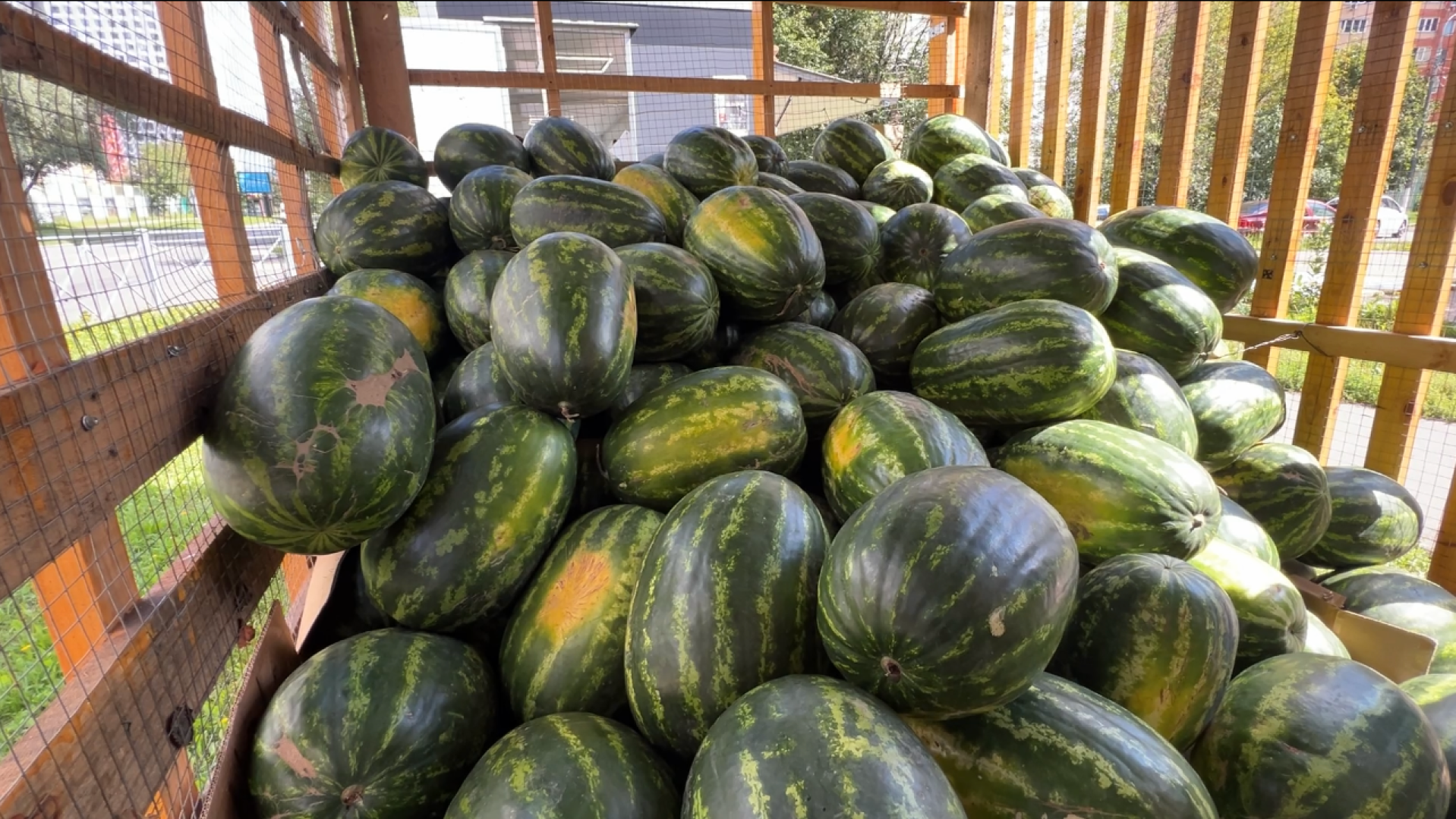 химки, общество, бахчевые развалы, арбуз,