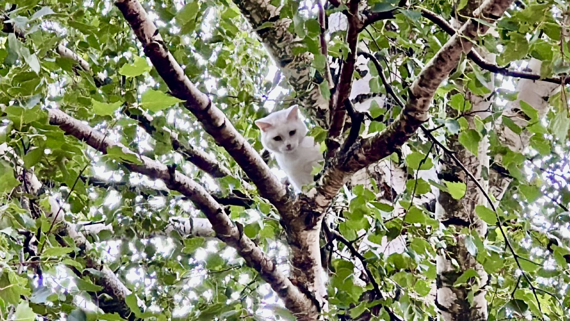 Клин, общество, животные, помощь, спасатели,