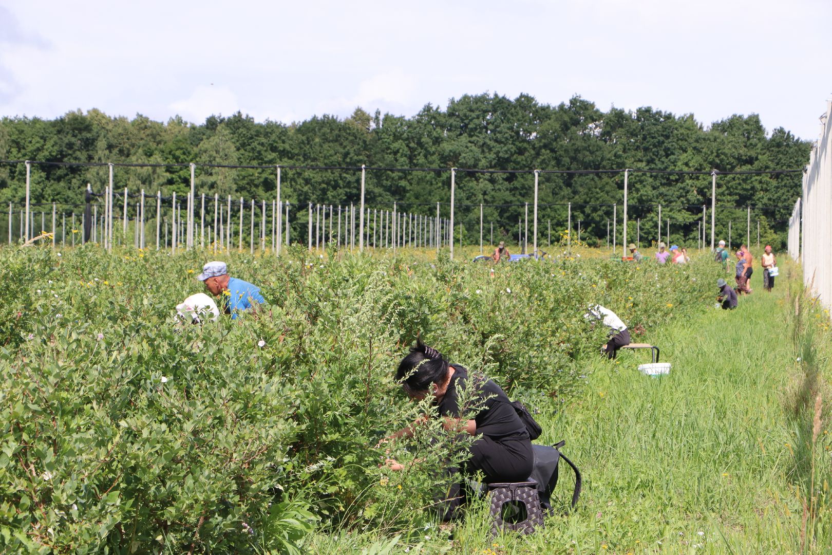 Серебряные Пруды, фермер, красная смородина, голубика, сельское хозяйство, ягодная ферма, ягода,