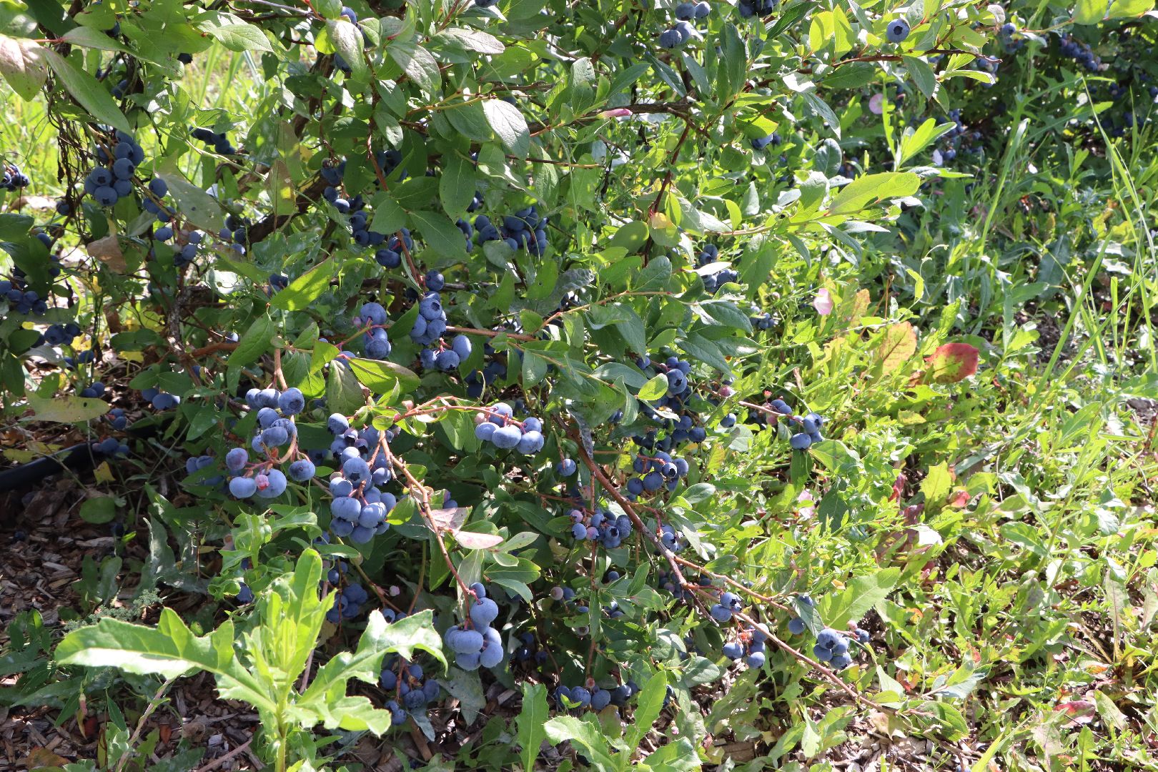 Серебряные Пруды, фермер, красная смородина, голубика, сельское хозяйство, ягодная ферма, ягода,