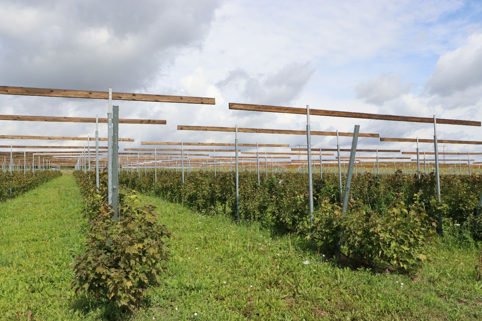 Серебряные Пруды, фермер, красная смородина, голубика, сельское хозяйство, ягодная ферма, ягода,