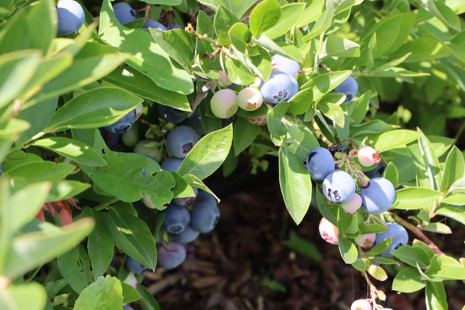 Серебряные Пруды, фермер, красная смородина, голубика, сельское хозяйство, ягодная ферма, ягода,