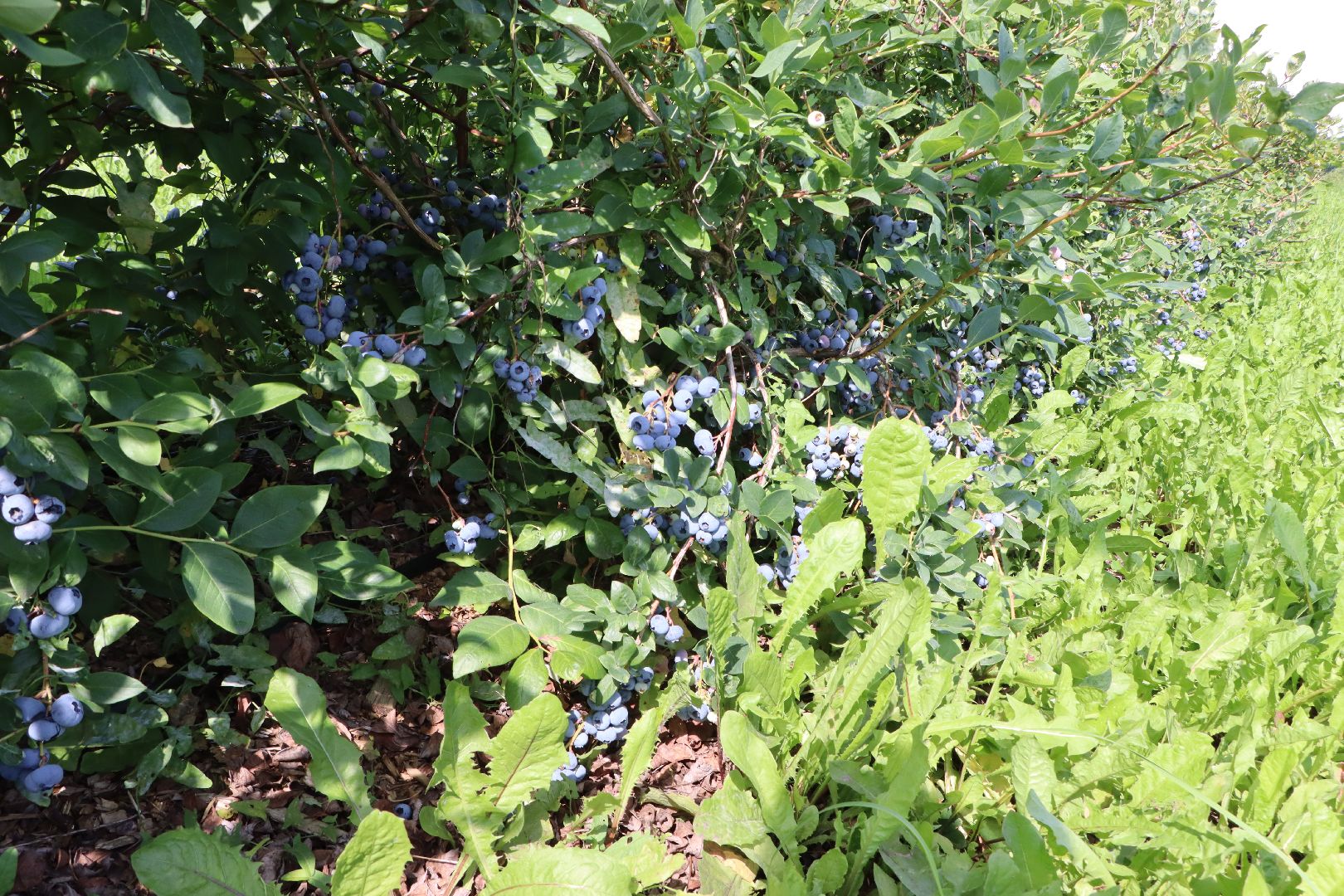 Серебряные Пруды, фермер, красная смородина, голубика, сельское хозяйство, ягодная ферма, ягода,