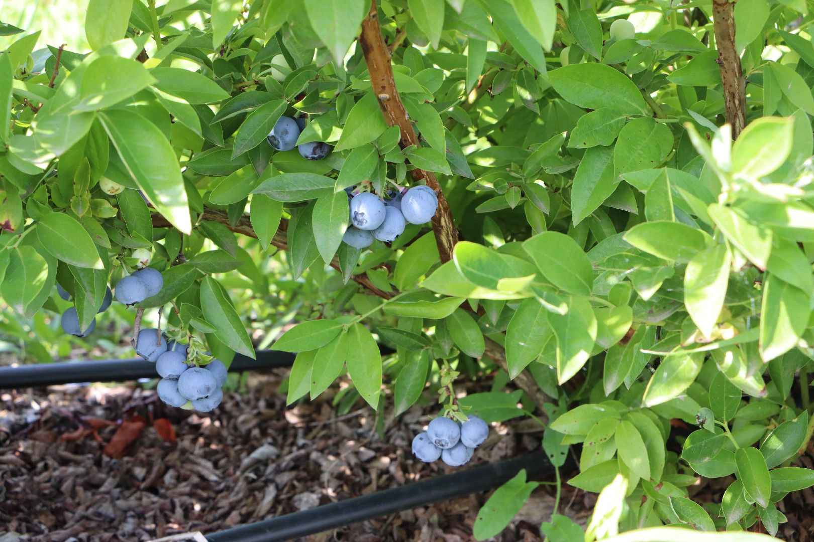 Серебряные Пруды, фермер, красная смородина, голубика, сельское хозяйство, ягодная ферма, ягода,