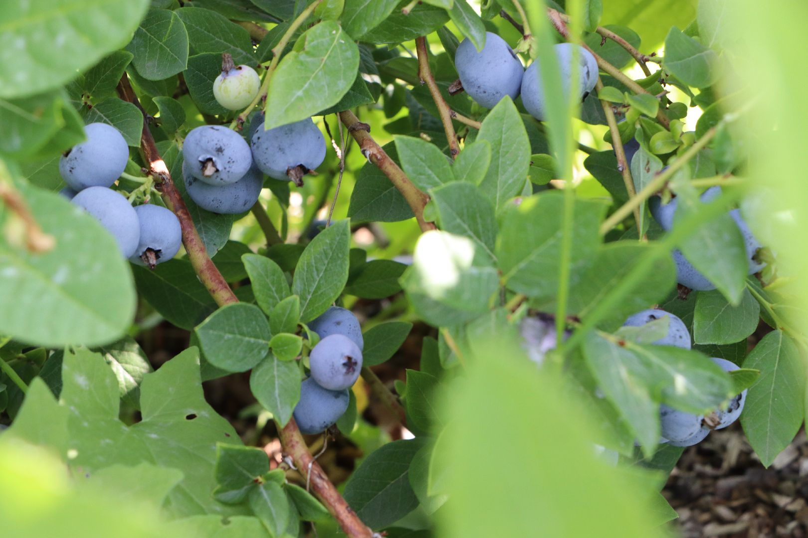 Серебряные Пруды, фермер, красная смородина, голубика, сельское хозяйство, ягодная ферма, ягода,