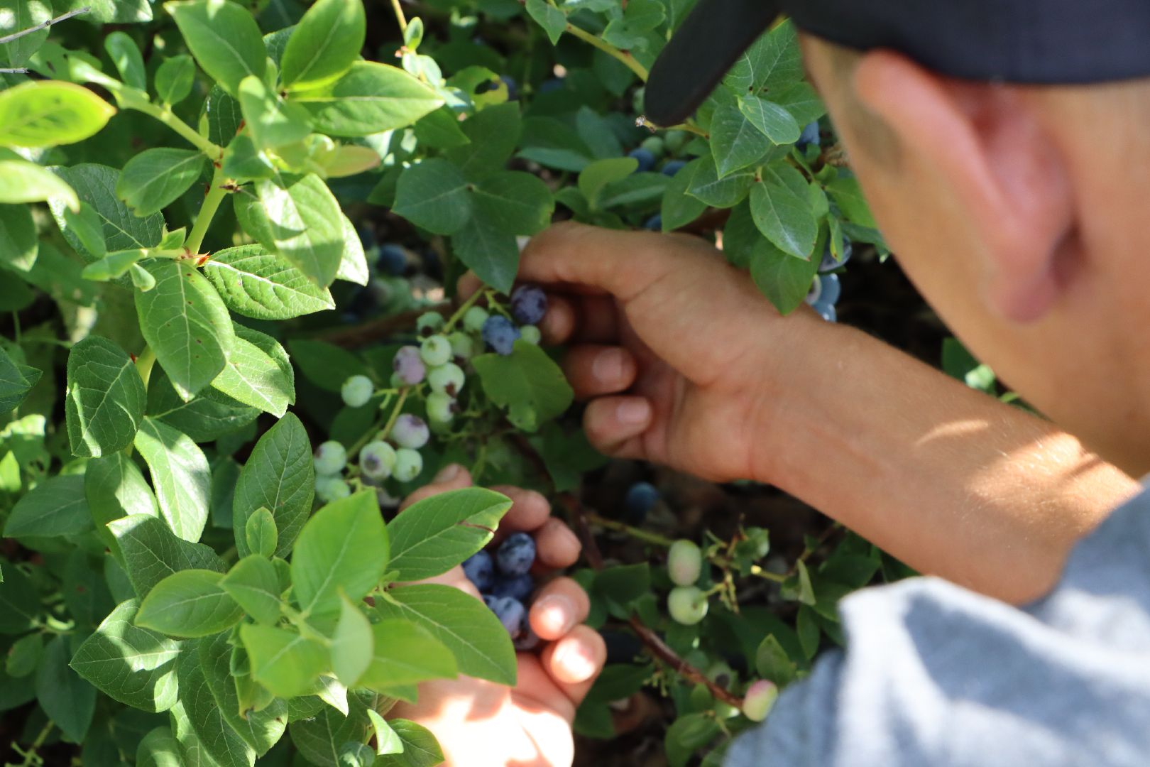 Серебряные Пруды, фермер, красная смородина, голубика, сельское хозяйство, ягодная ферма, ягода,