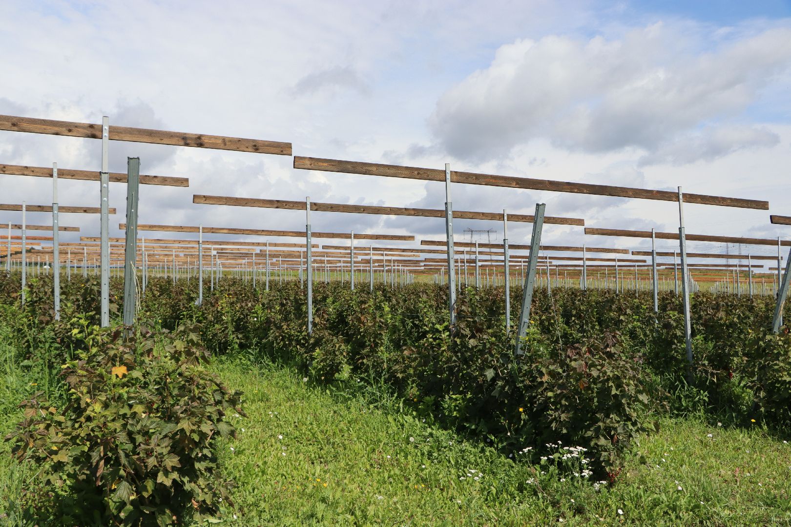 Серебряные Пруды, фермер, красная смородина, голубика, сельское хозяйство, ягодная ферма, ягода,