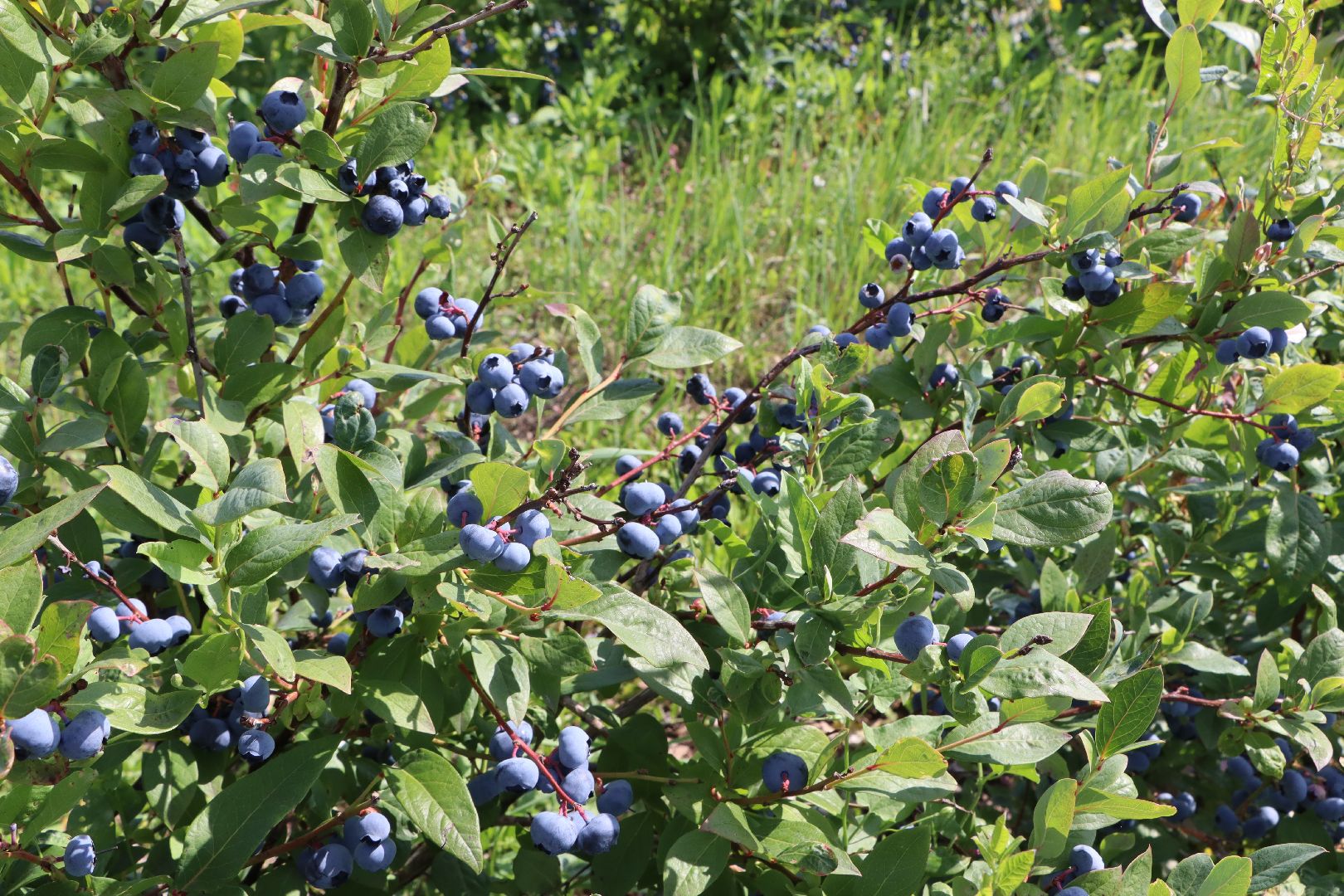 Серебряные Пруды, фермер, красная смородина, голубика, сельское хозяйство, ягодная ферма, ягода,