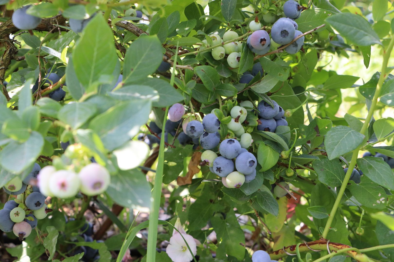 Серебряные Пруды, фермер, красная смородина, голубика, сельское хозяйство, ягодная ферма, ягода,