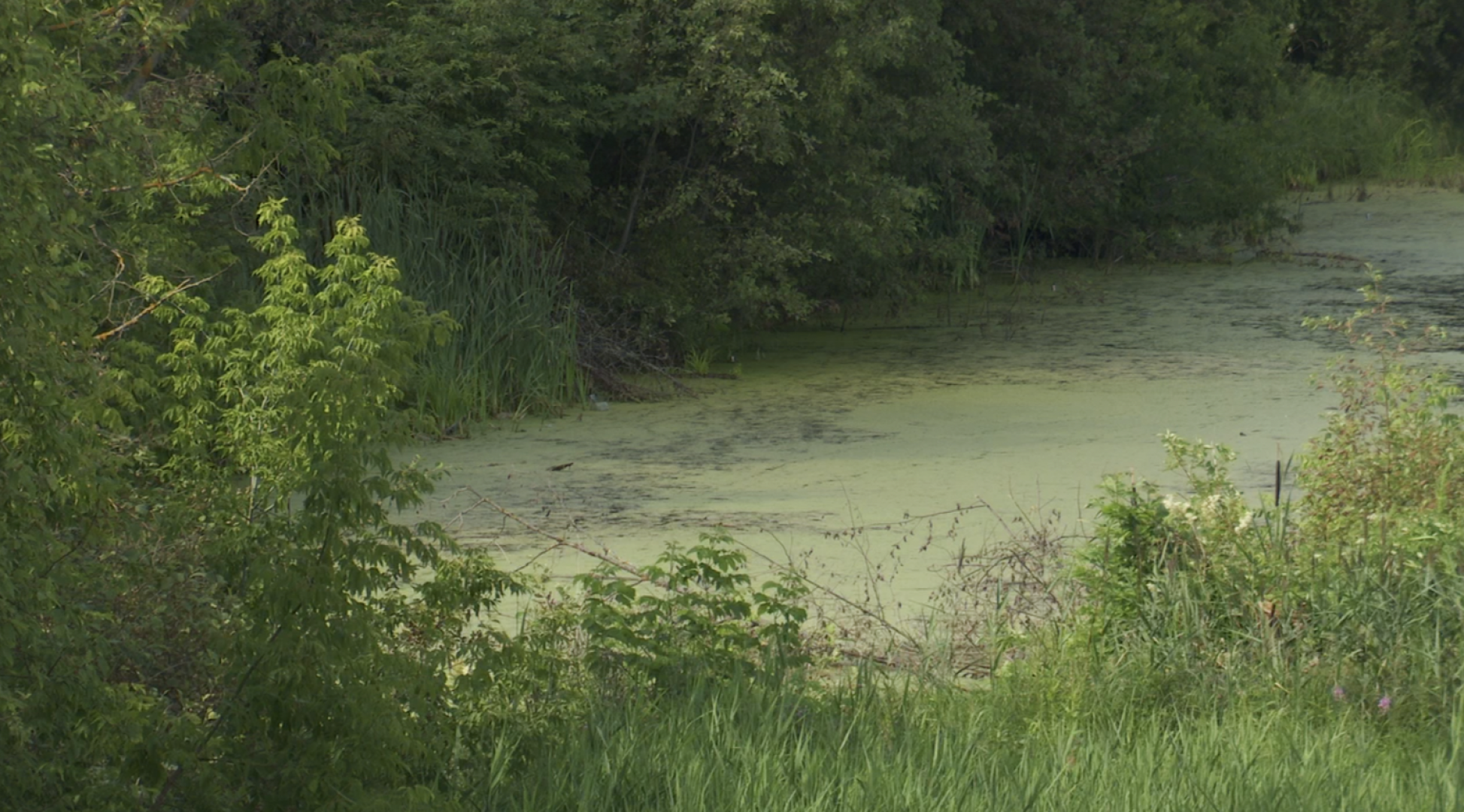 Клин, общество, экология, реки, очистка реки, Подмосковье,