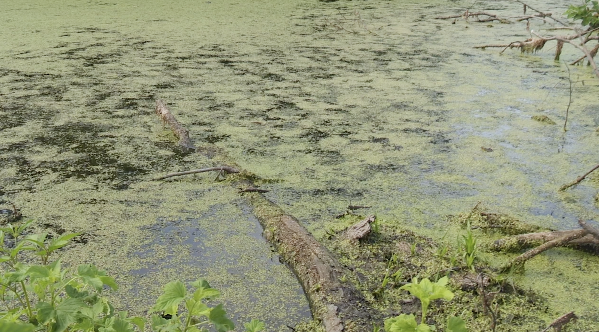 Клин, общество, экология, реки, очистка реки, Подмосковье,