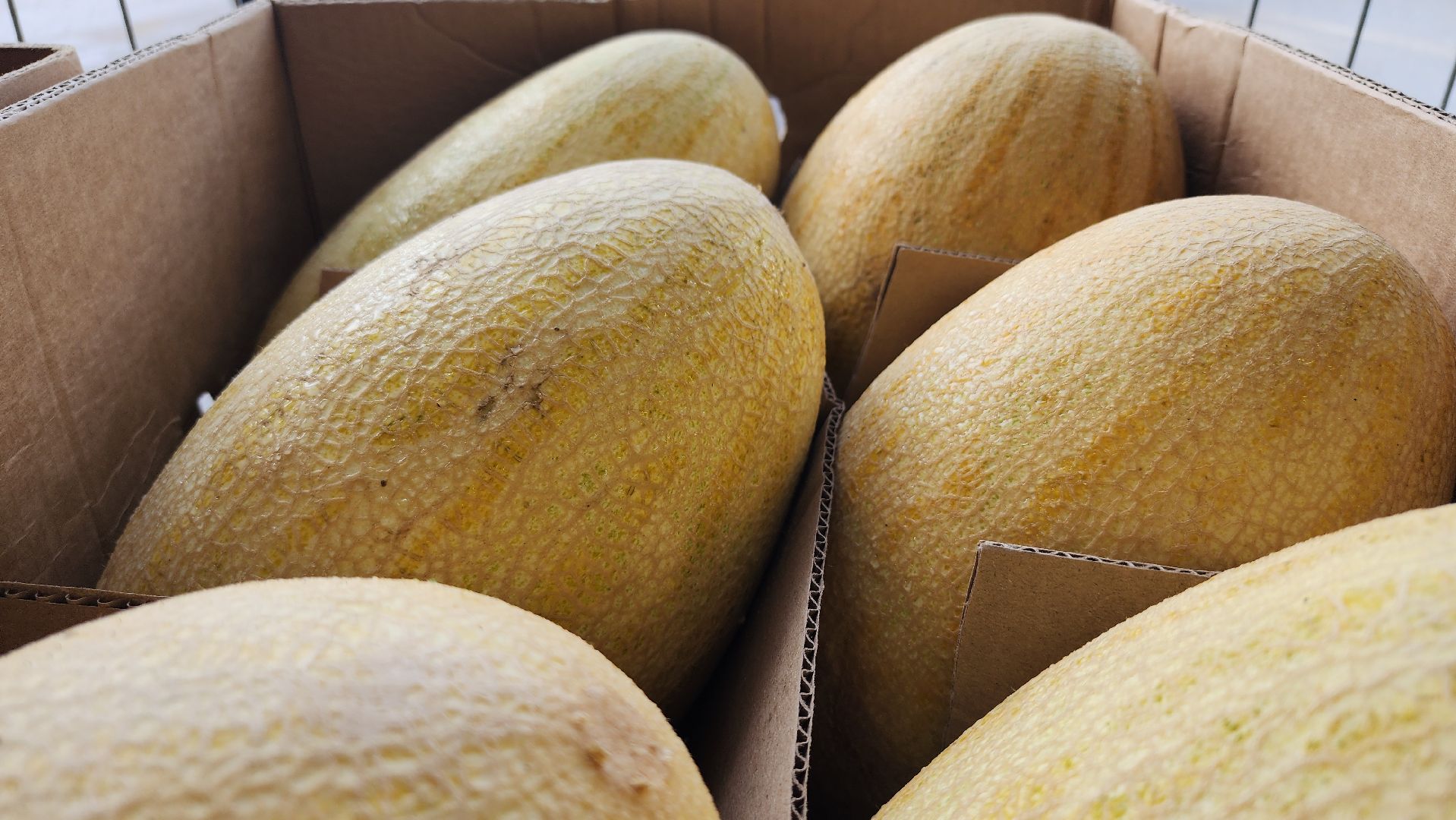 сезон арбузов, сезон бахчевых, арбузы, Ногинск, Богородский городской округ,