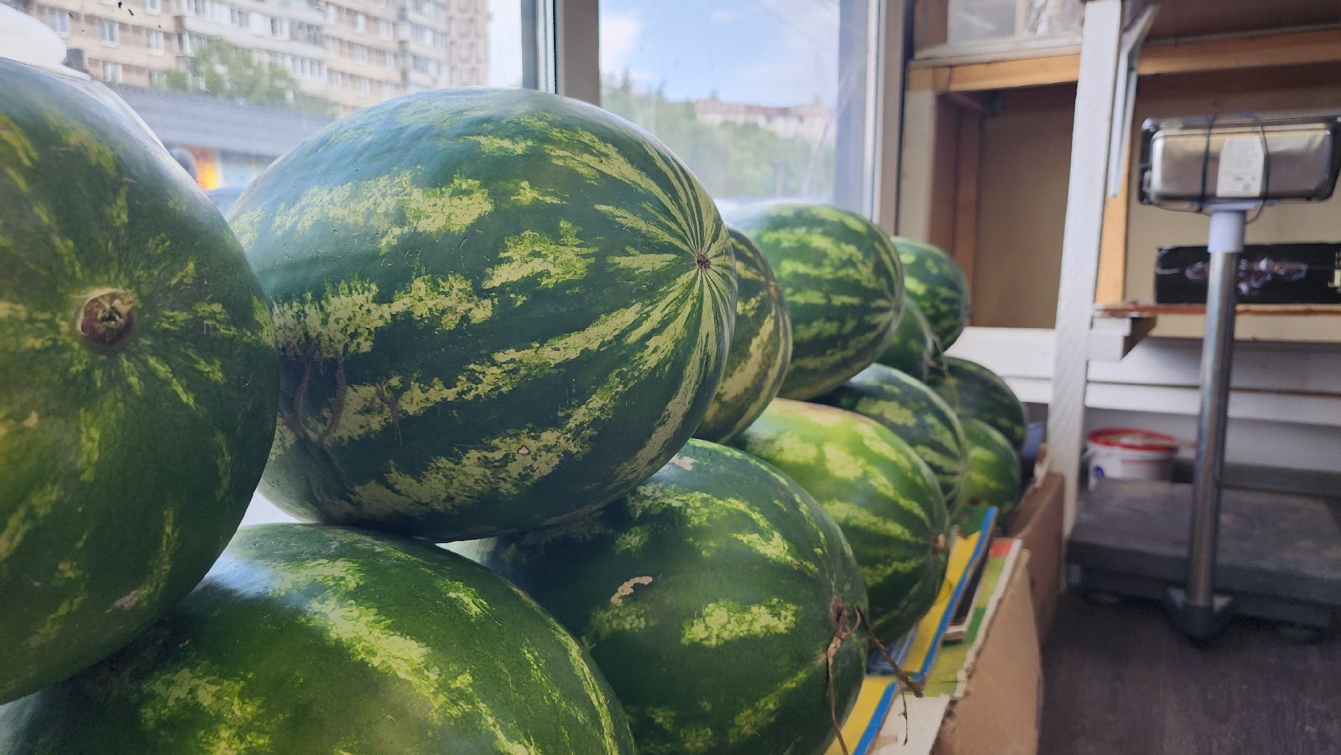 сезон арбузов, сезон бахчевых, арбузы, Ногинск, Богородский городской округ,