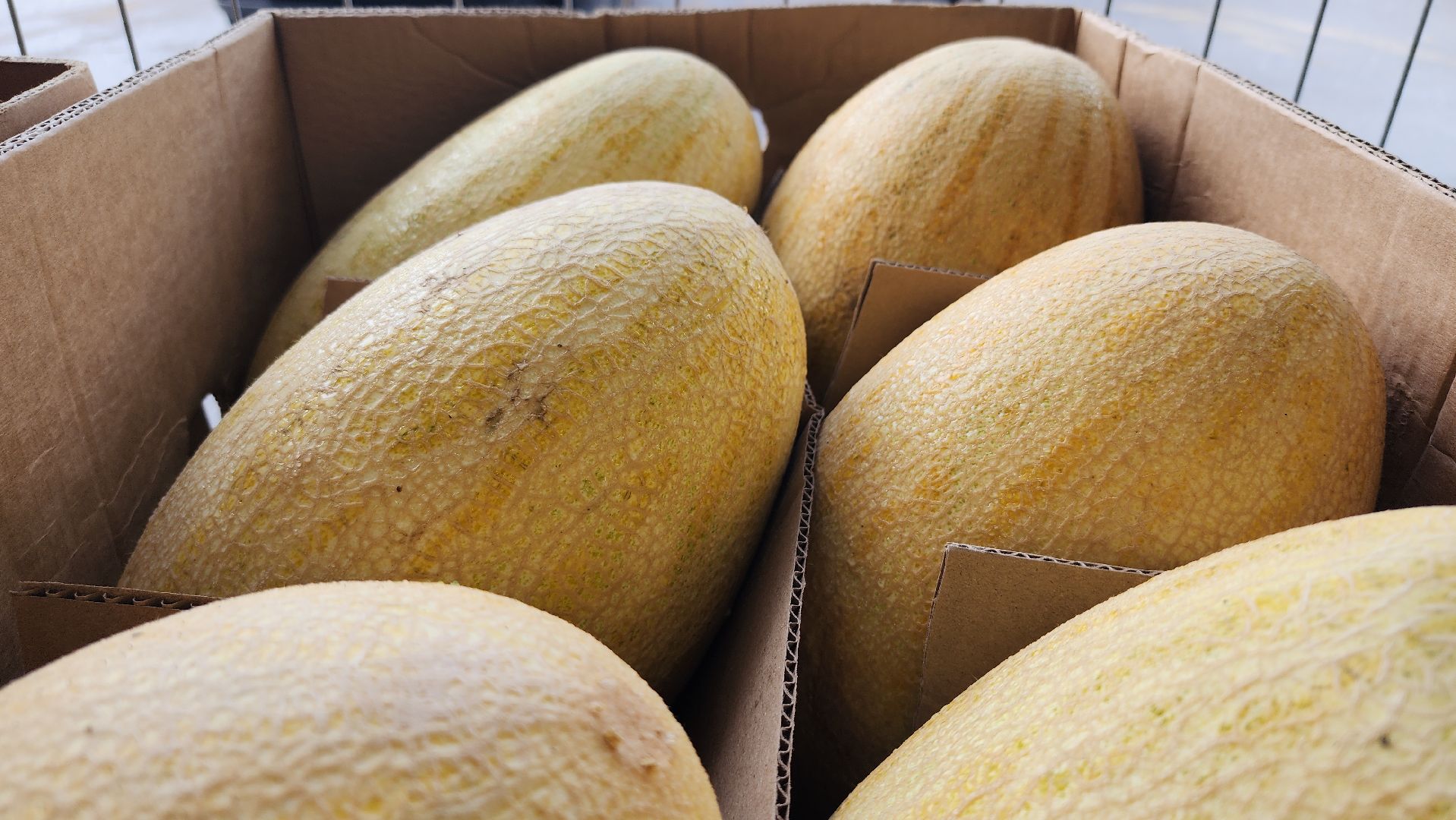 сезон арбузов, сезон бахчевых, арбузы, Ногинск, Богородский городской округ,