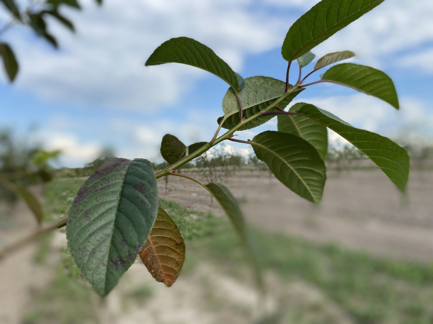 Коломна, сельское хозяйство, фермерское хозяйство, вишневый сад, новые комбайны,