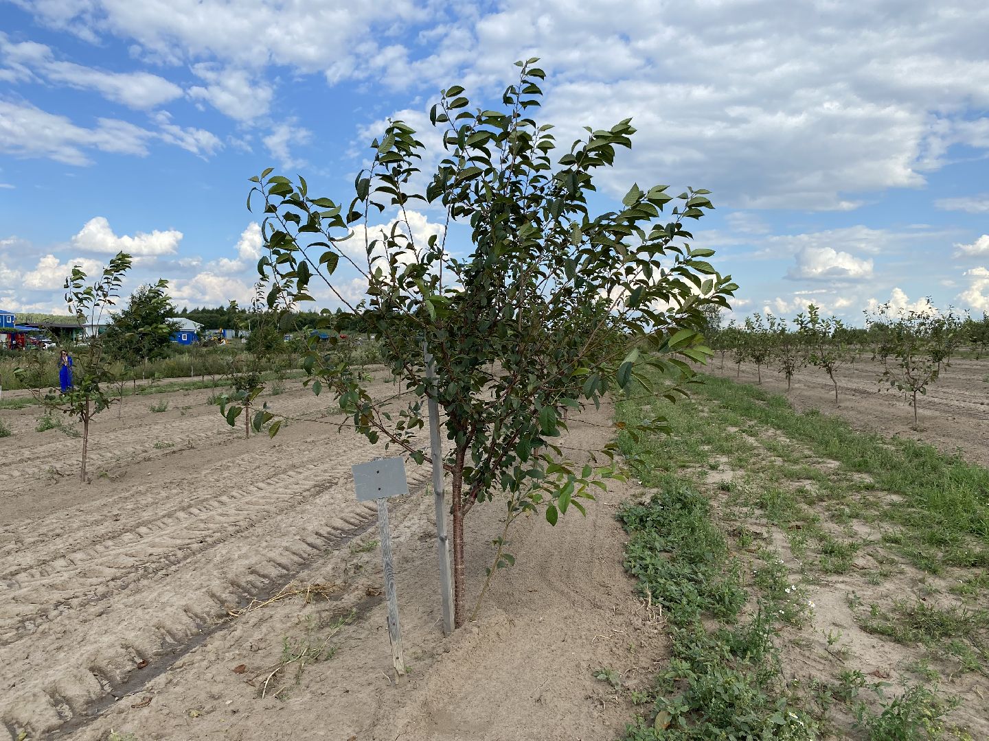 Коломна, сельское хозяйство, фермерское хозяйство, вишневый сад, новые комбайны,