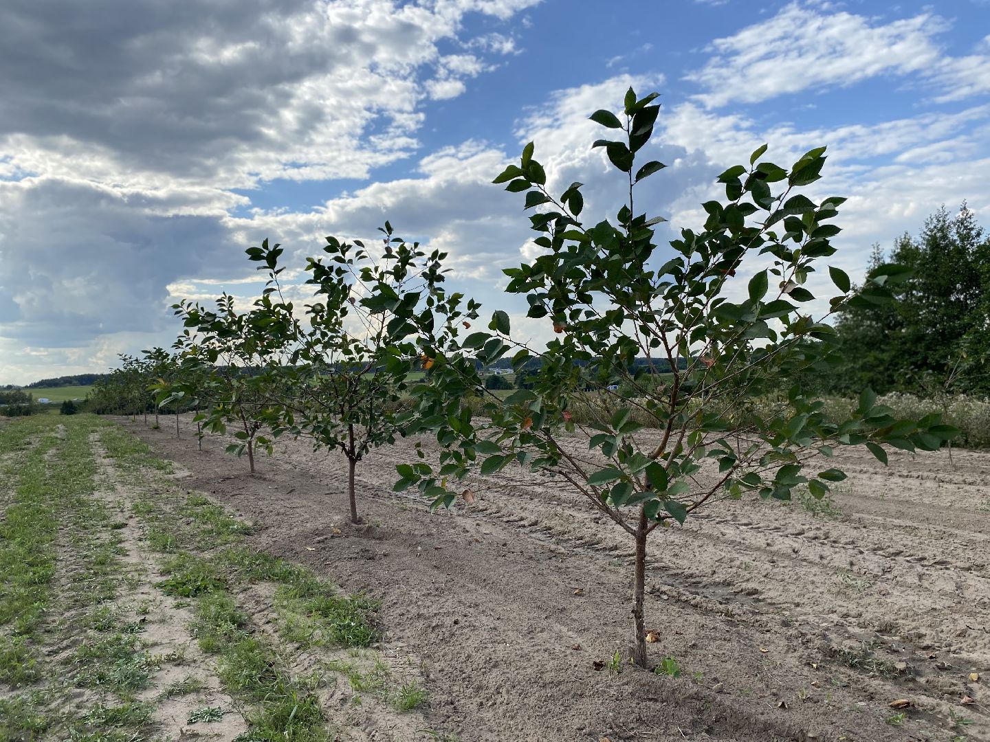 Коломна, сельское хозяйство, фермерское хозяйство, вишневый сад, новые комбайны,