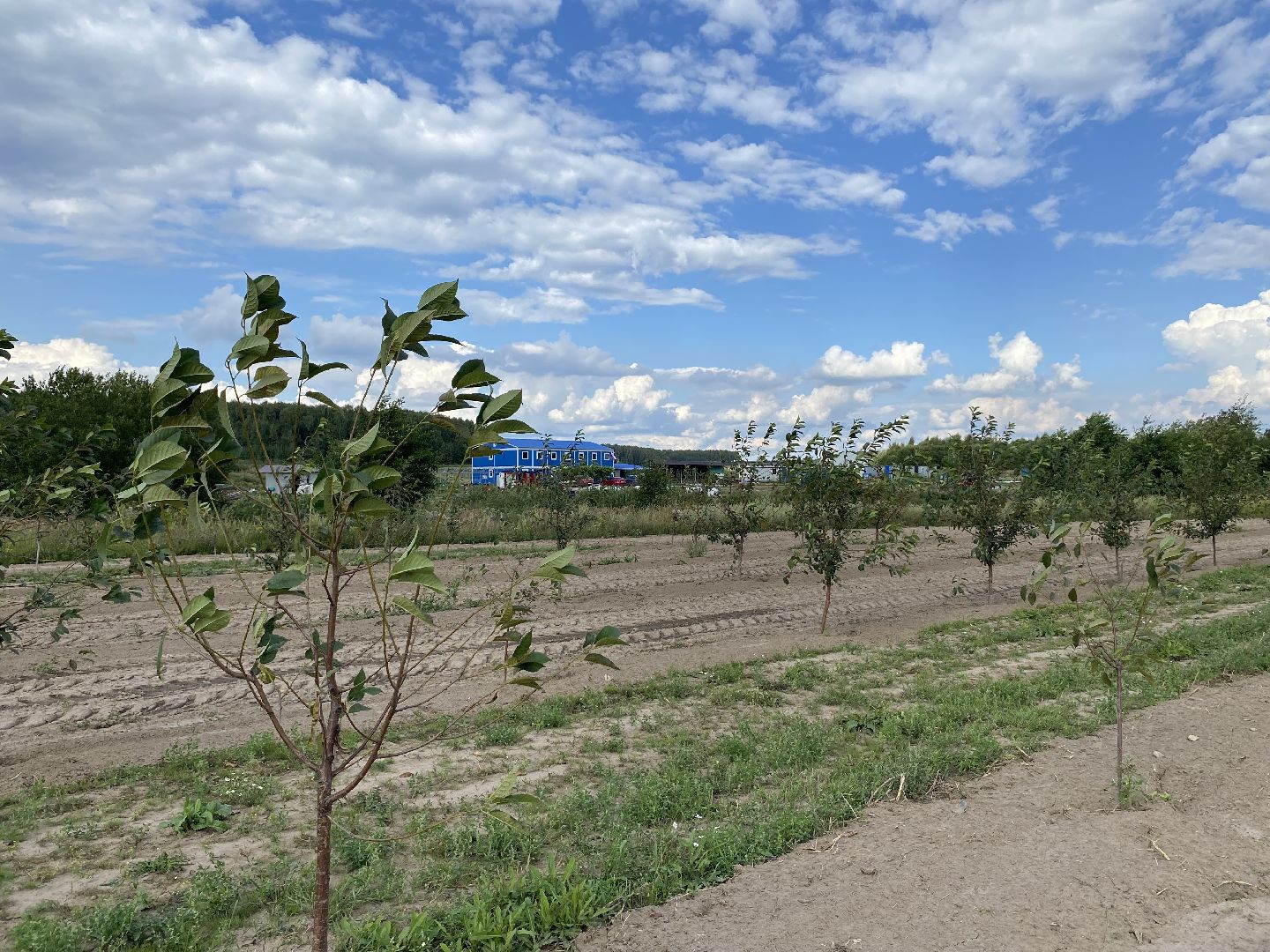 Коломна, сельское хозяйство, фермерское хозяйство, вишневый сад, новые комбайны,