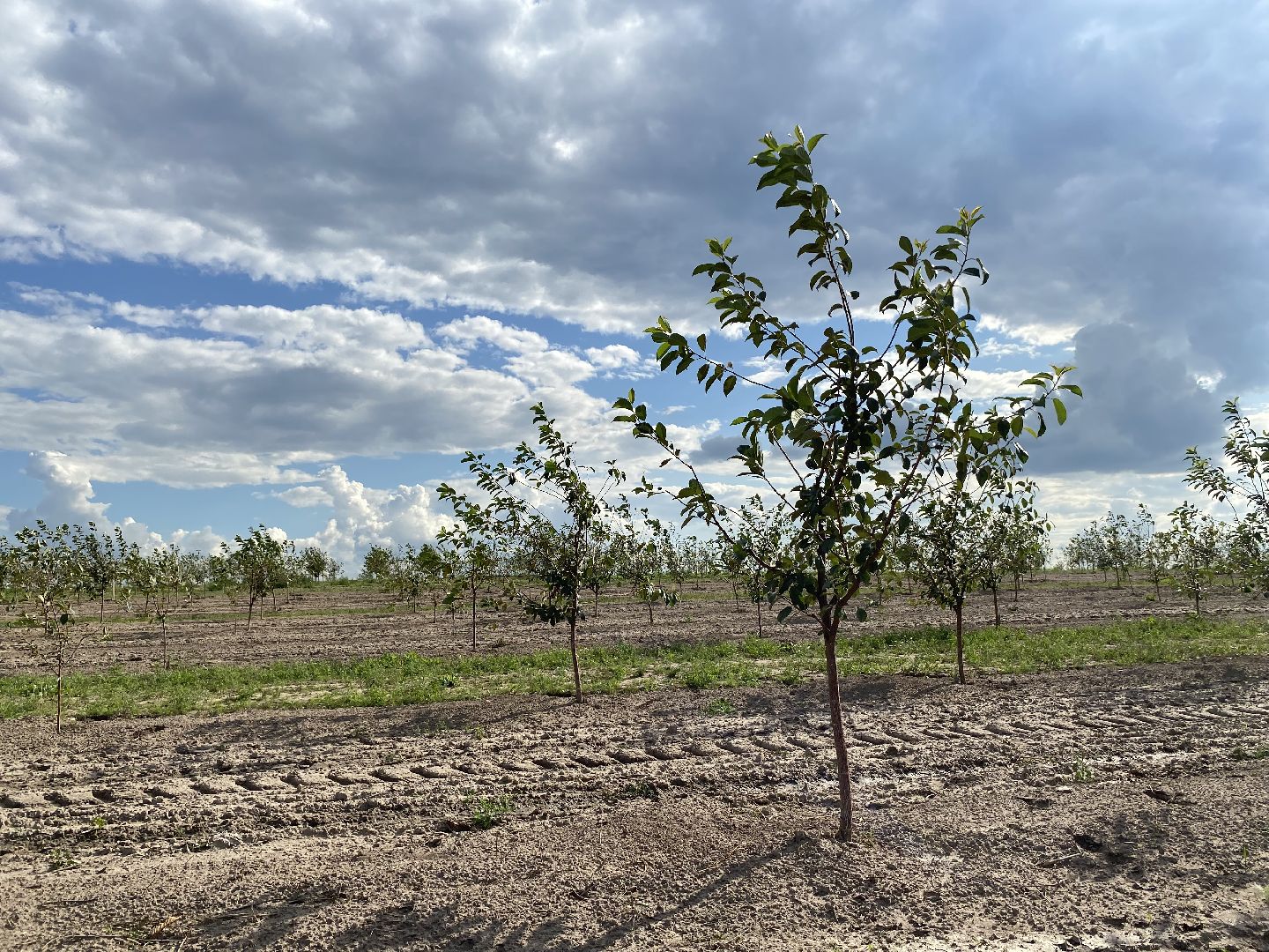 Коломна, сельское хозяйство, фермерское хозяйство, вишневый сад, новые комбайны,