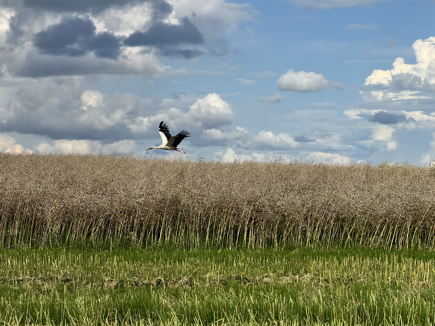 шаховская, уборка урожая, уборка полей,