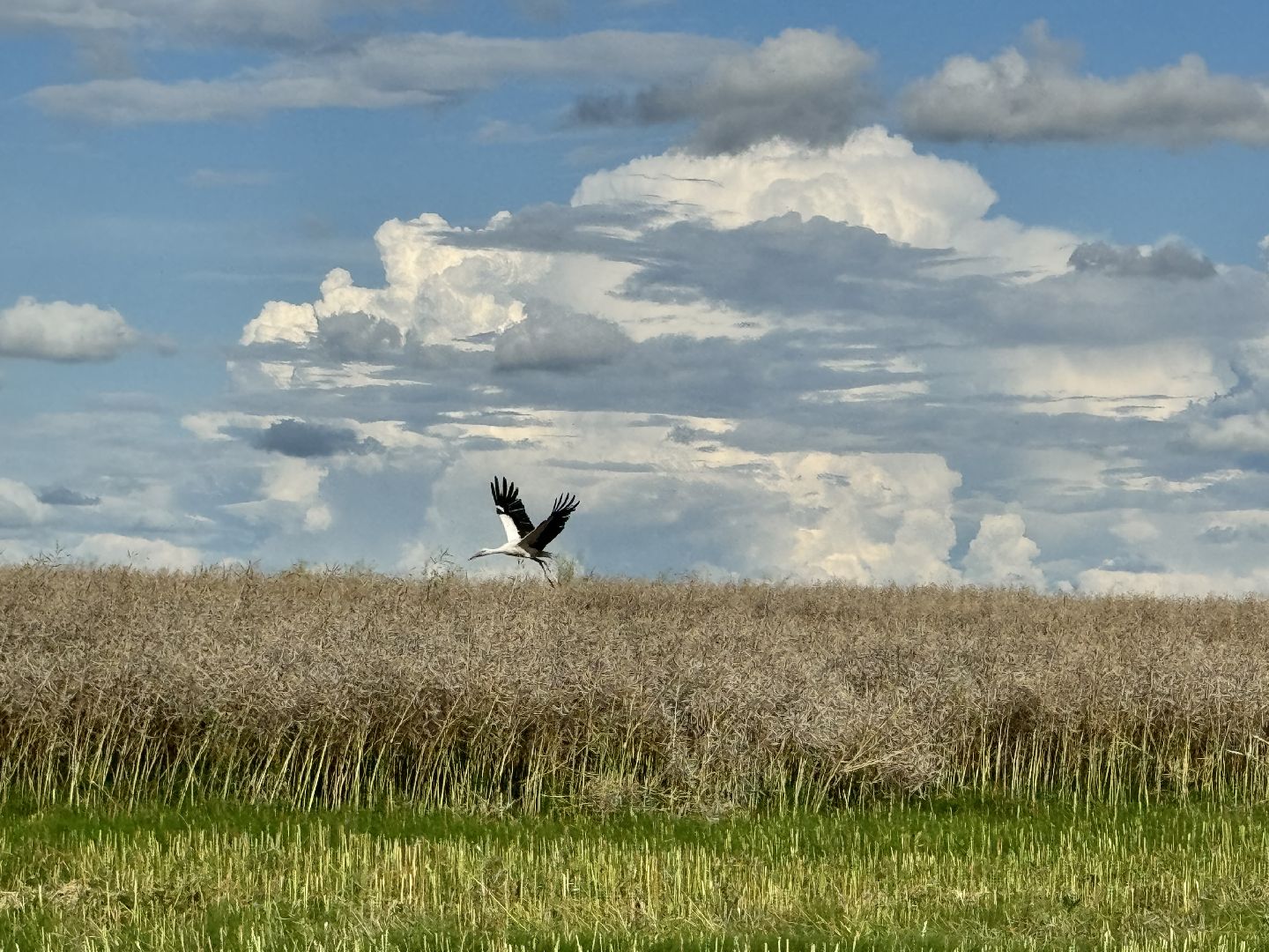 шаховская, уборка урожая, уборка полей,