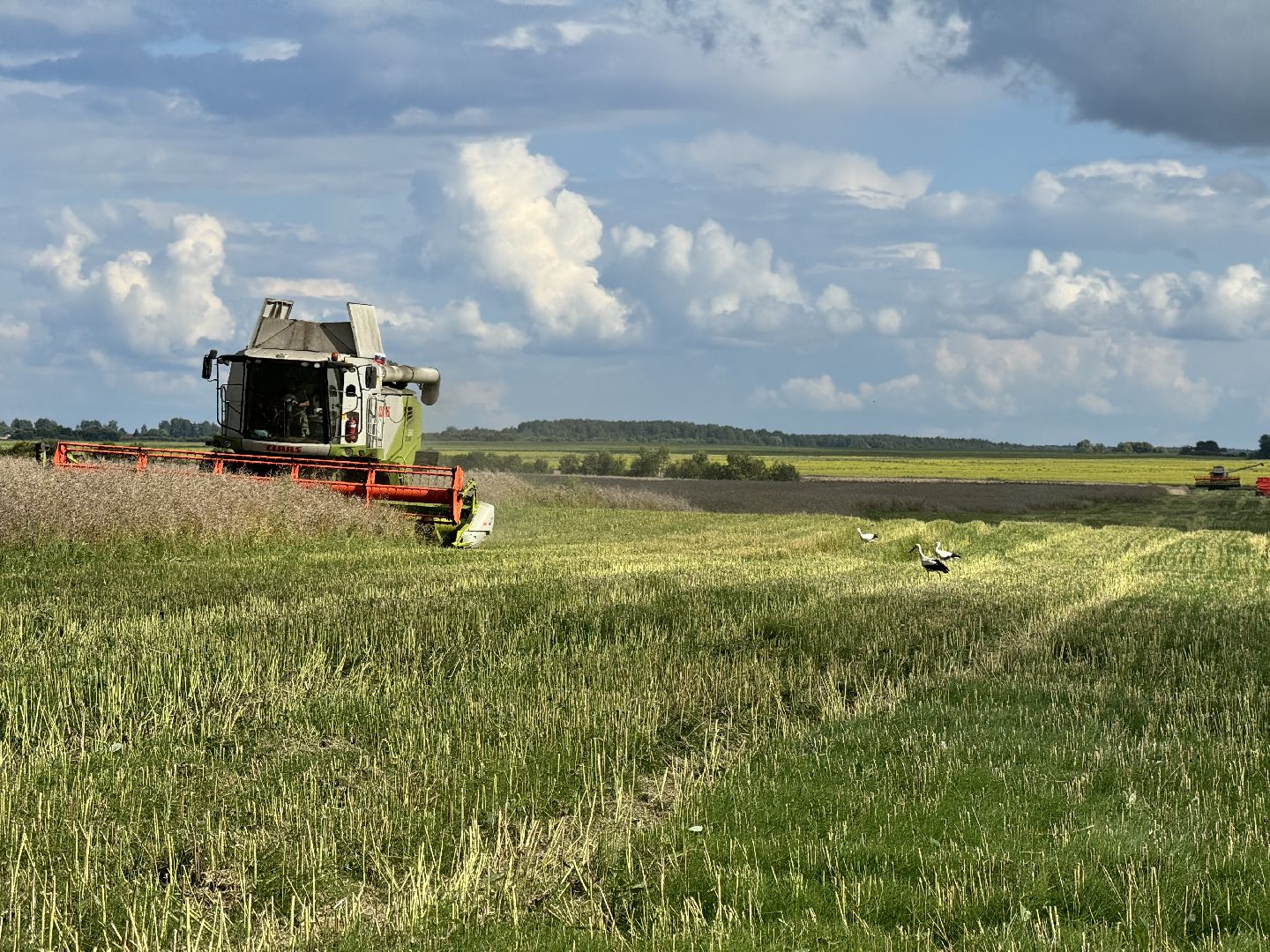 шаховская, уборка урожая, уборка полей,