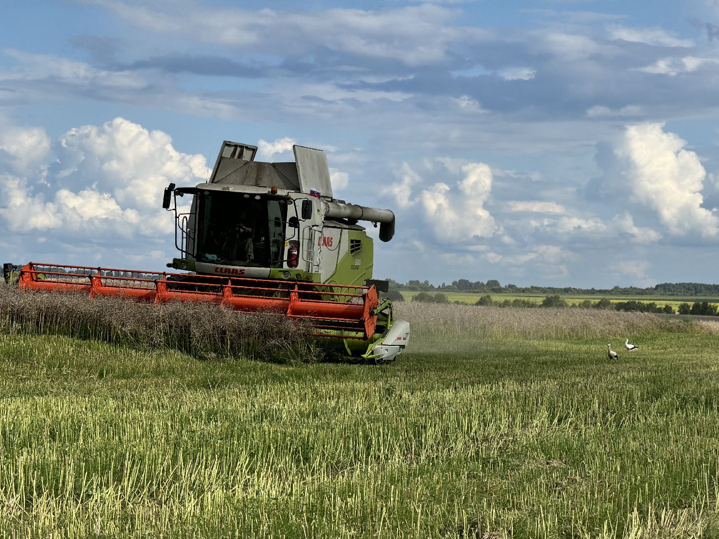 шаховская, уборка урожая, уборка полей,