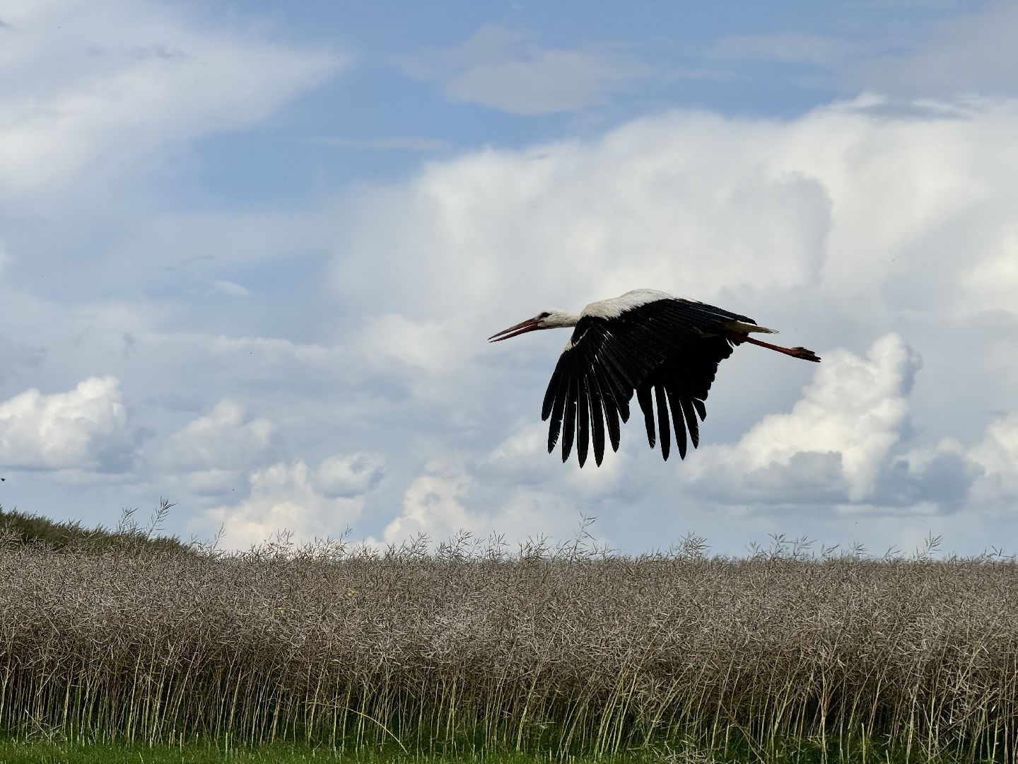 шаховская, уборка урожая, уборка полей,