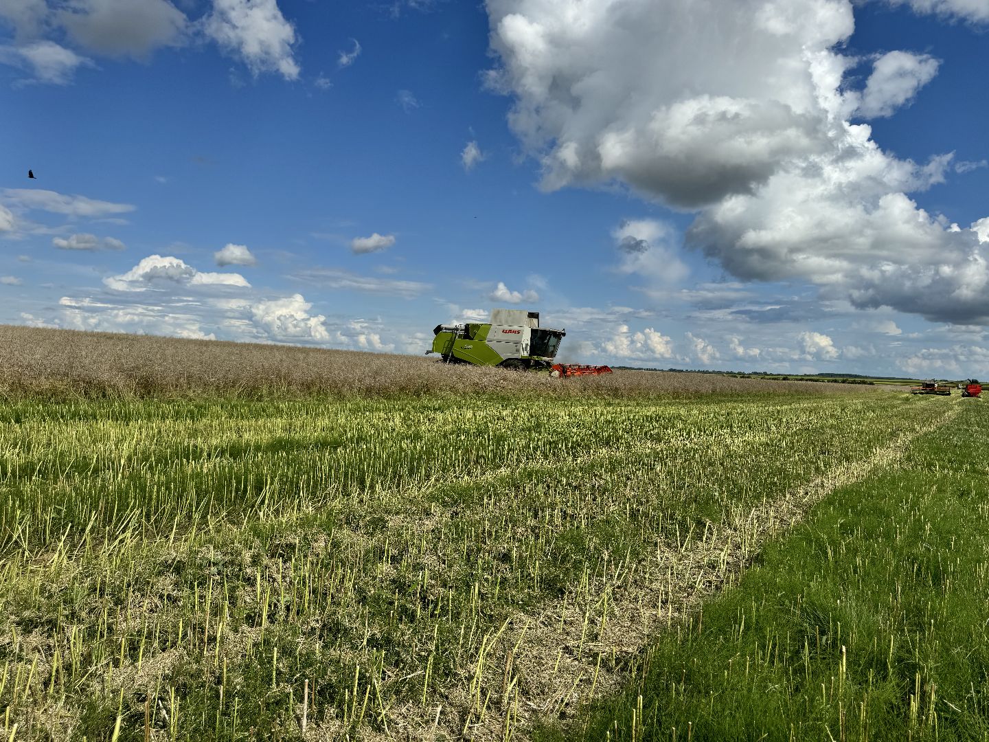шаховская, уборка урожая, уборка полей,