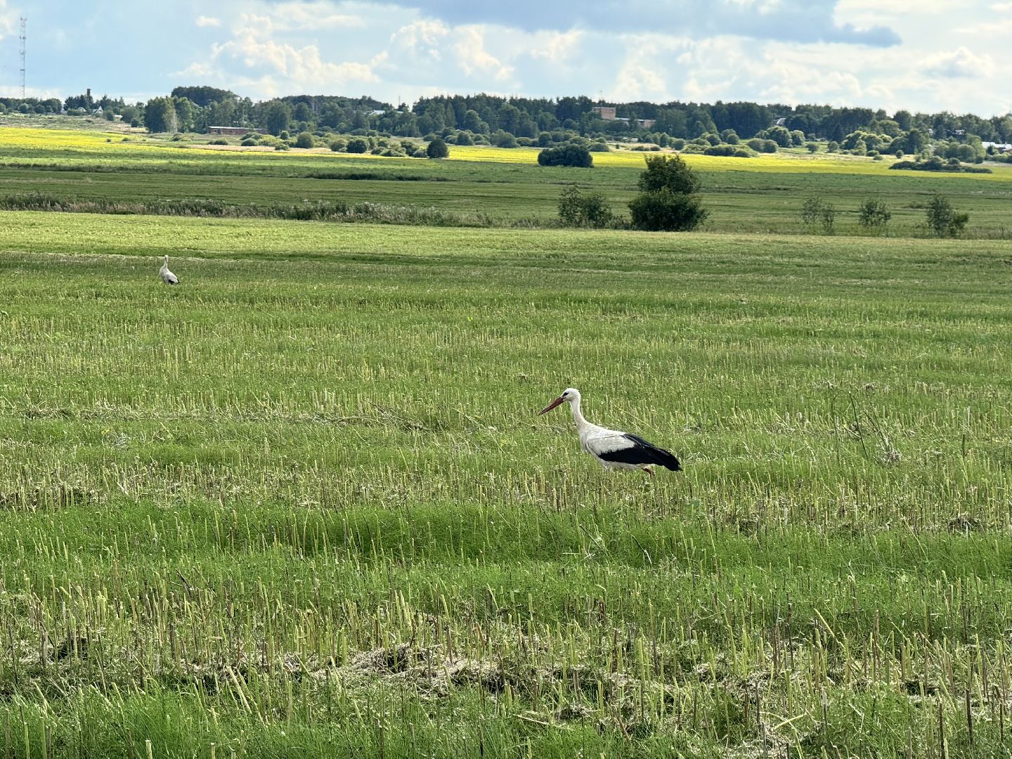 шаховская, уборка урожая, уборка полей,
