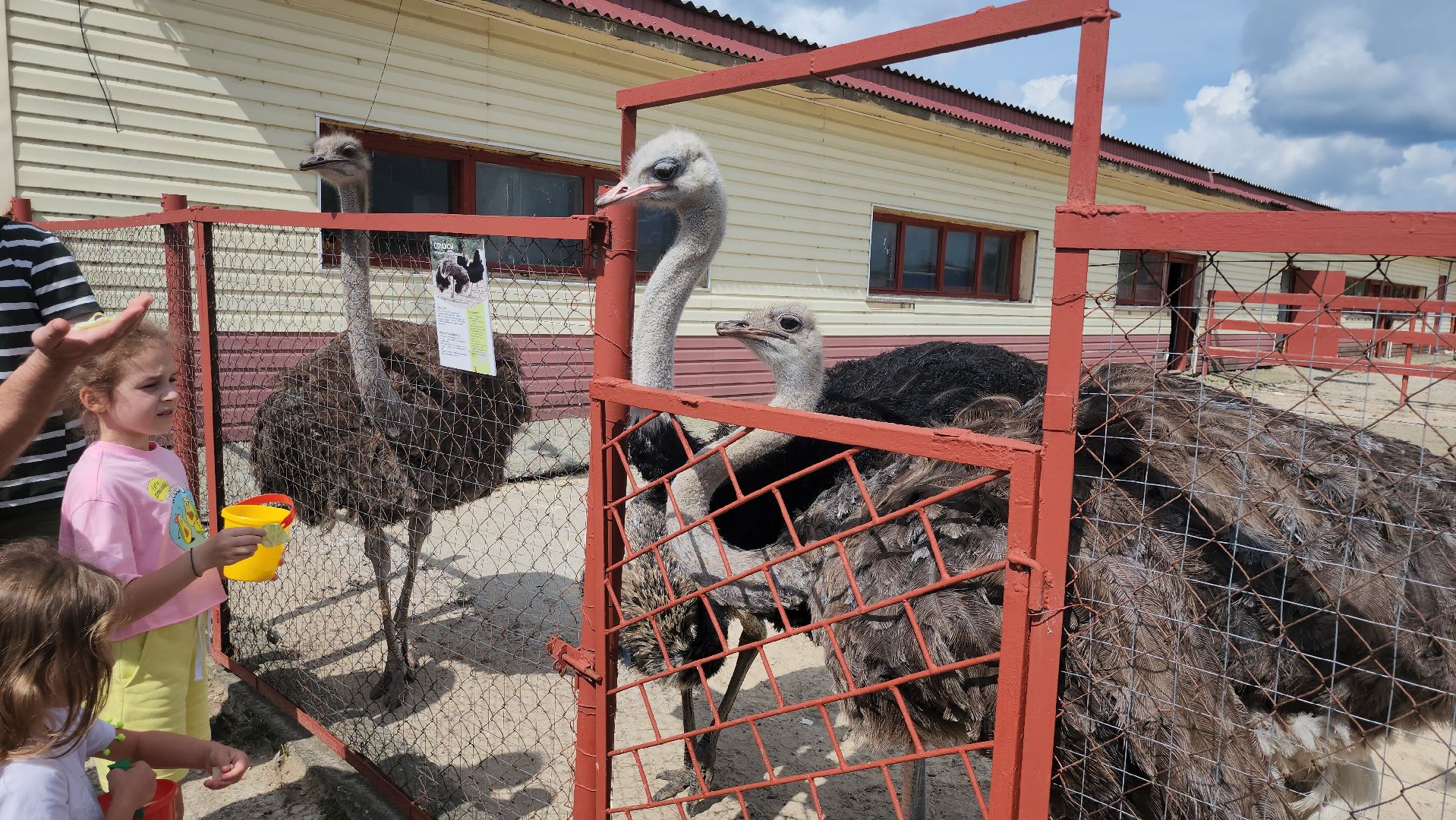 серпухов, подмосковье, русский страус,