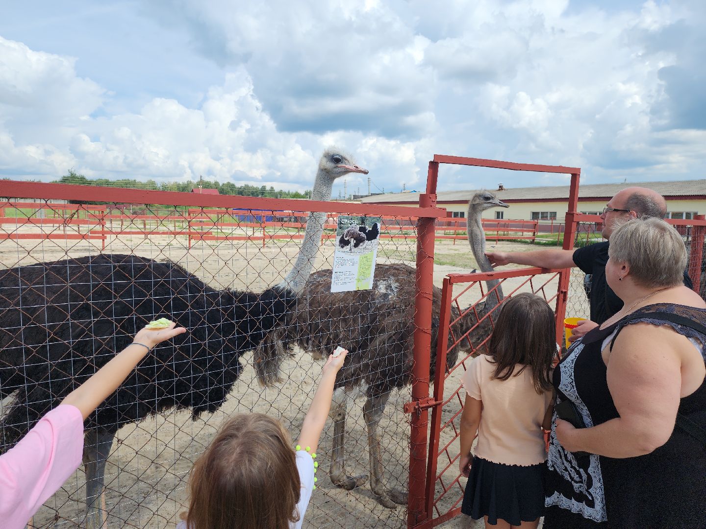 серпухов, подмосковье, русский страус,