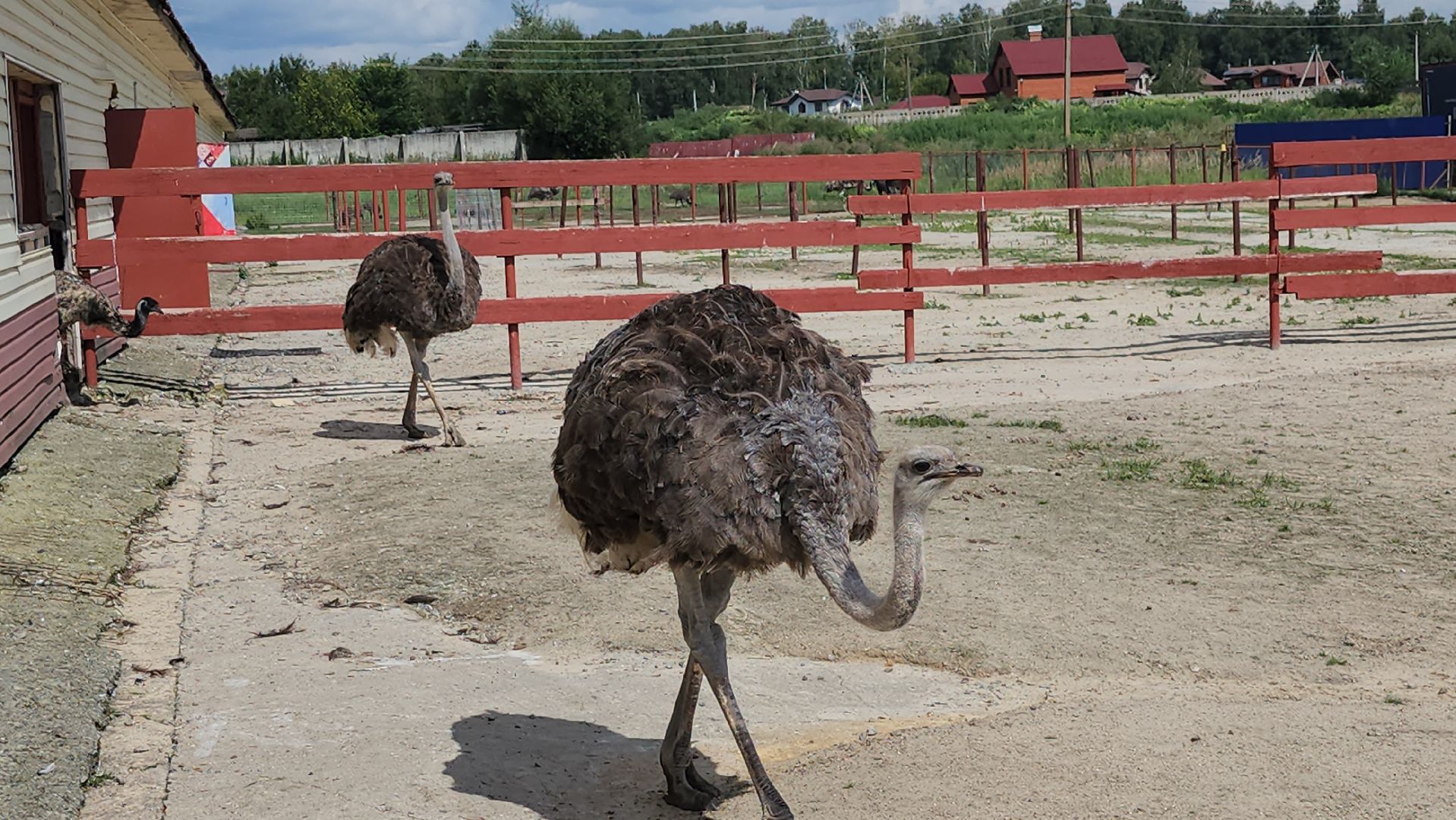 серпухов, подмосковье, русский страус,