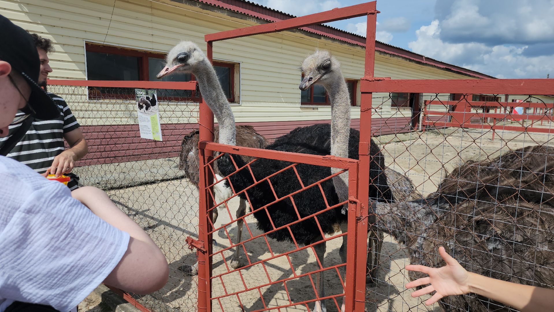 серпухов, подмосковье, русский страус,