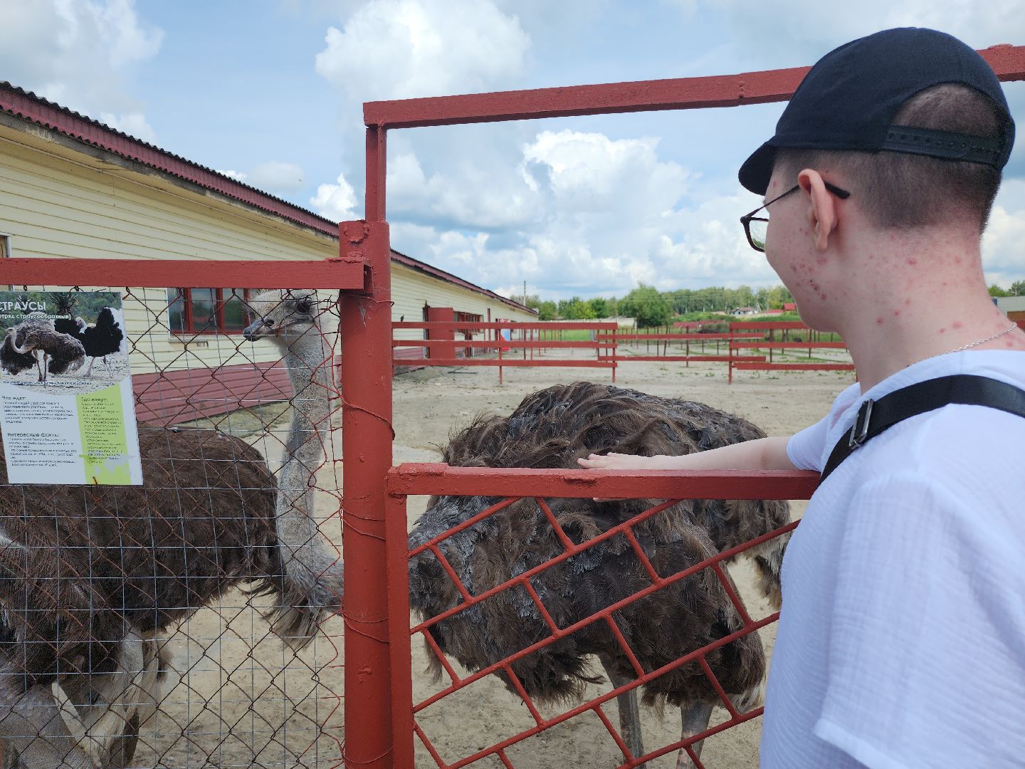 серпухов, подмосковье, русский страус,