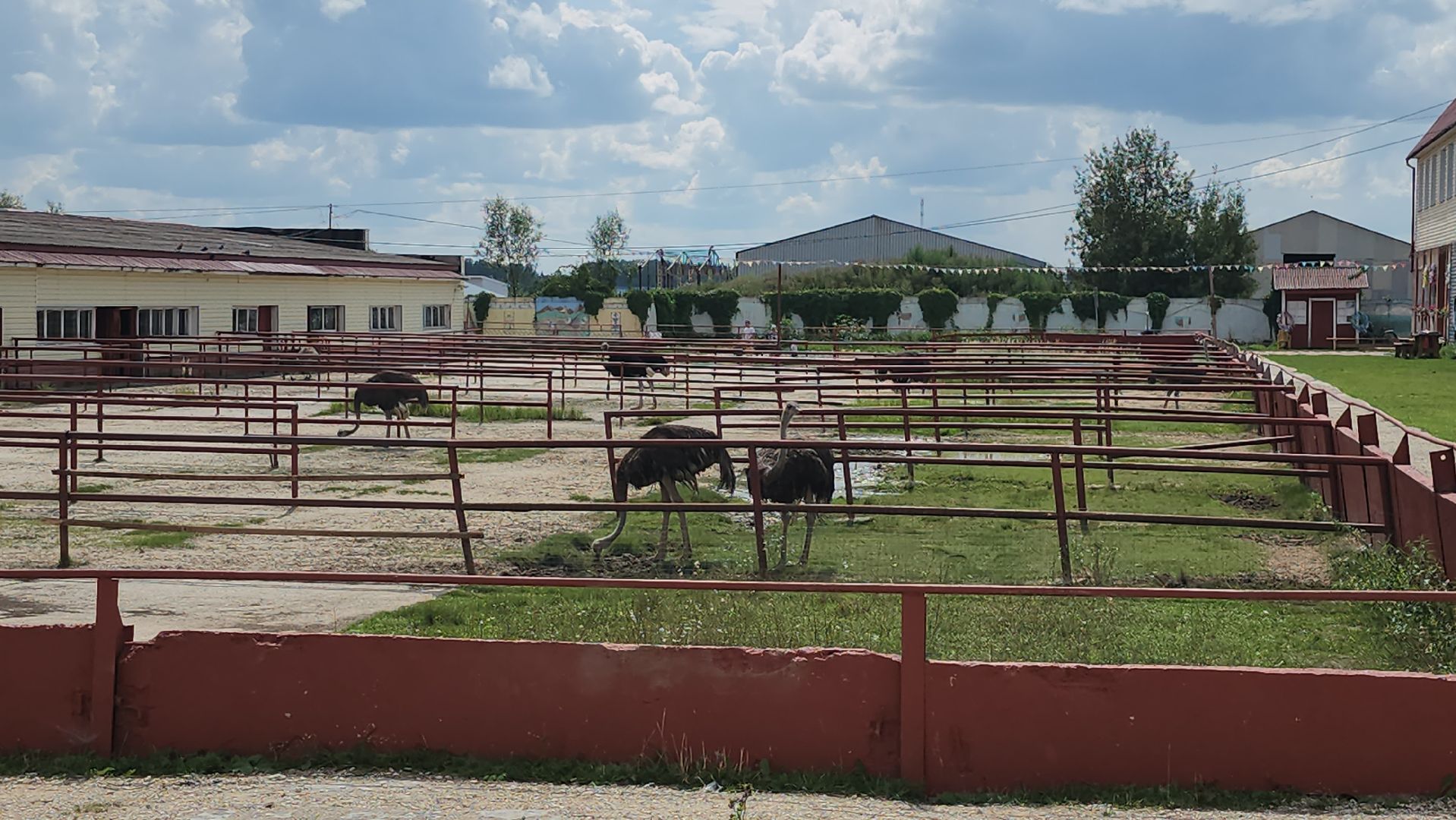 серпухов, подмосковье, русский страус,