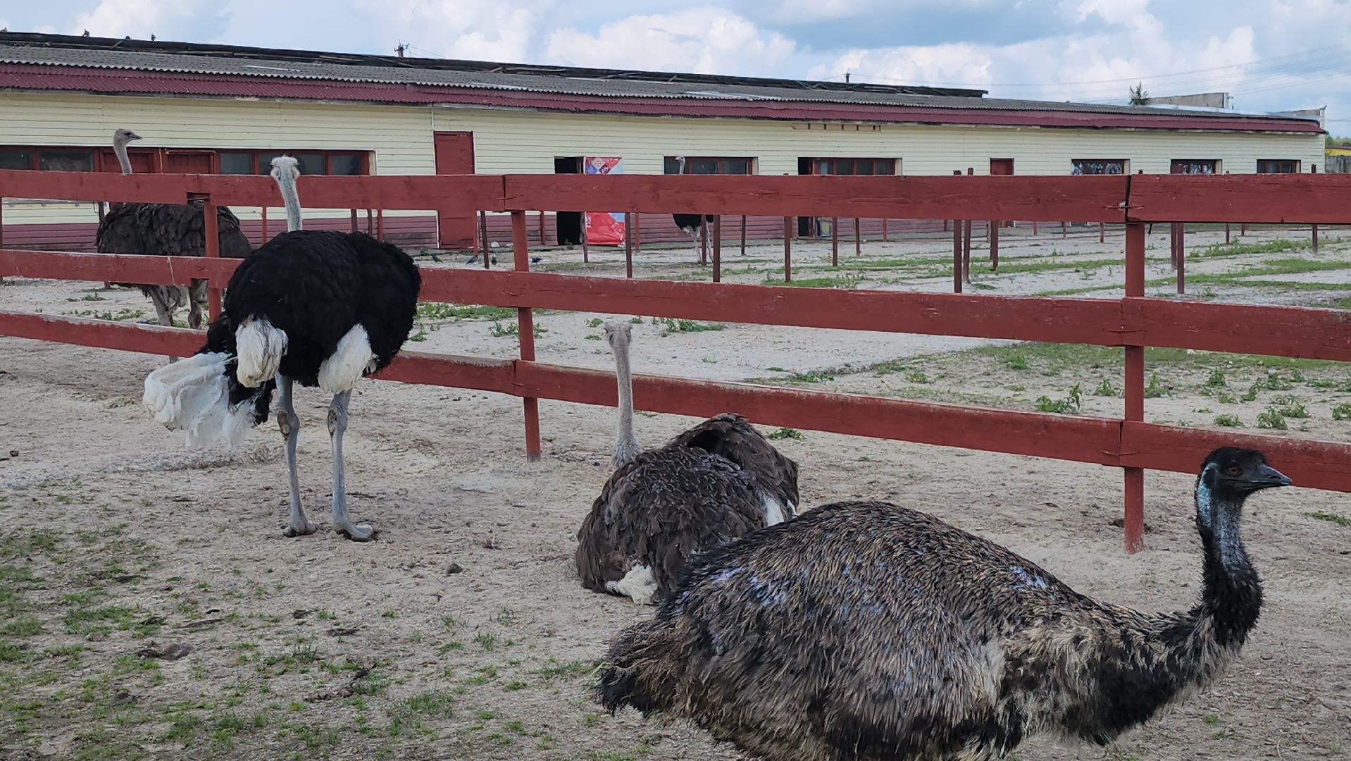 серпухов, подмосковье, русский страус,