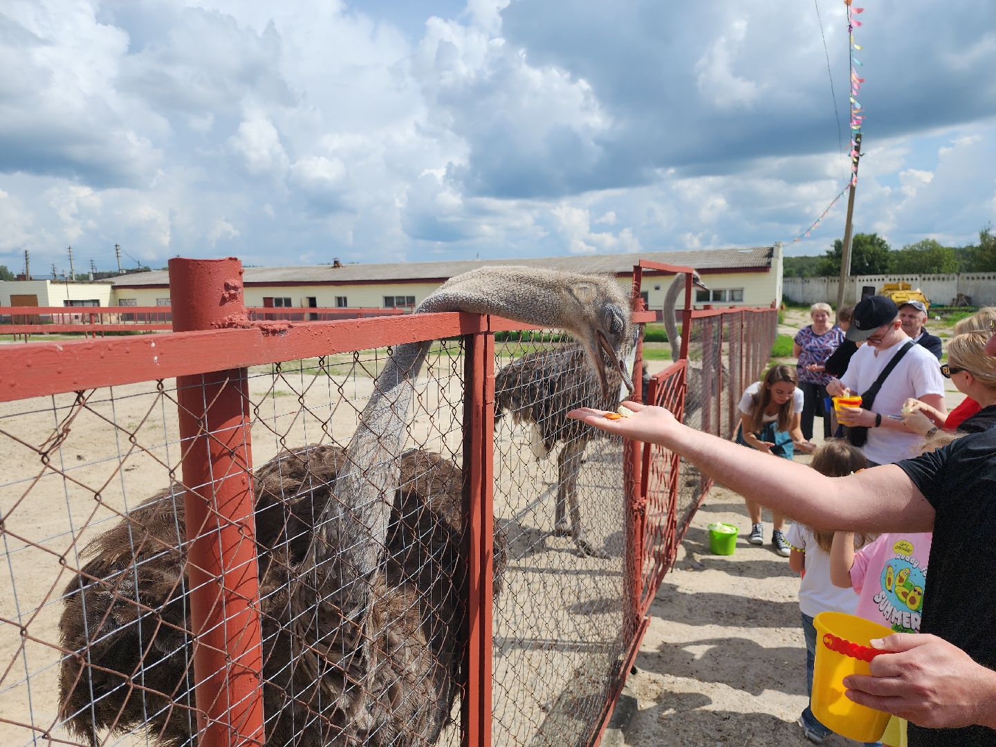 серпухов, подмосковье, русский страус,